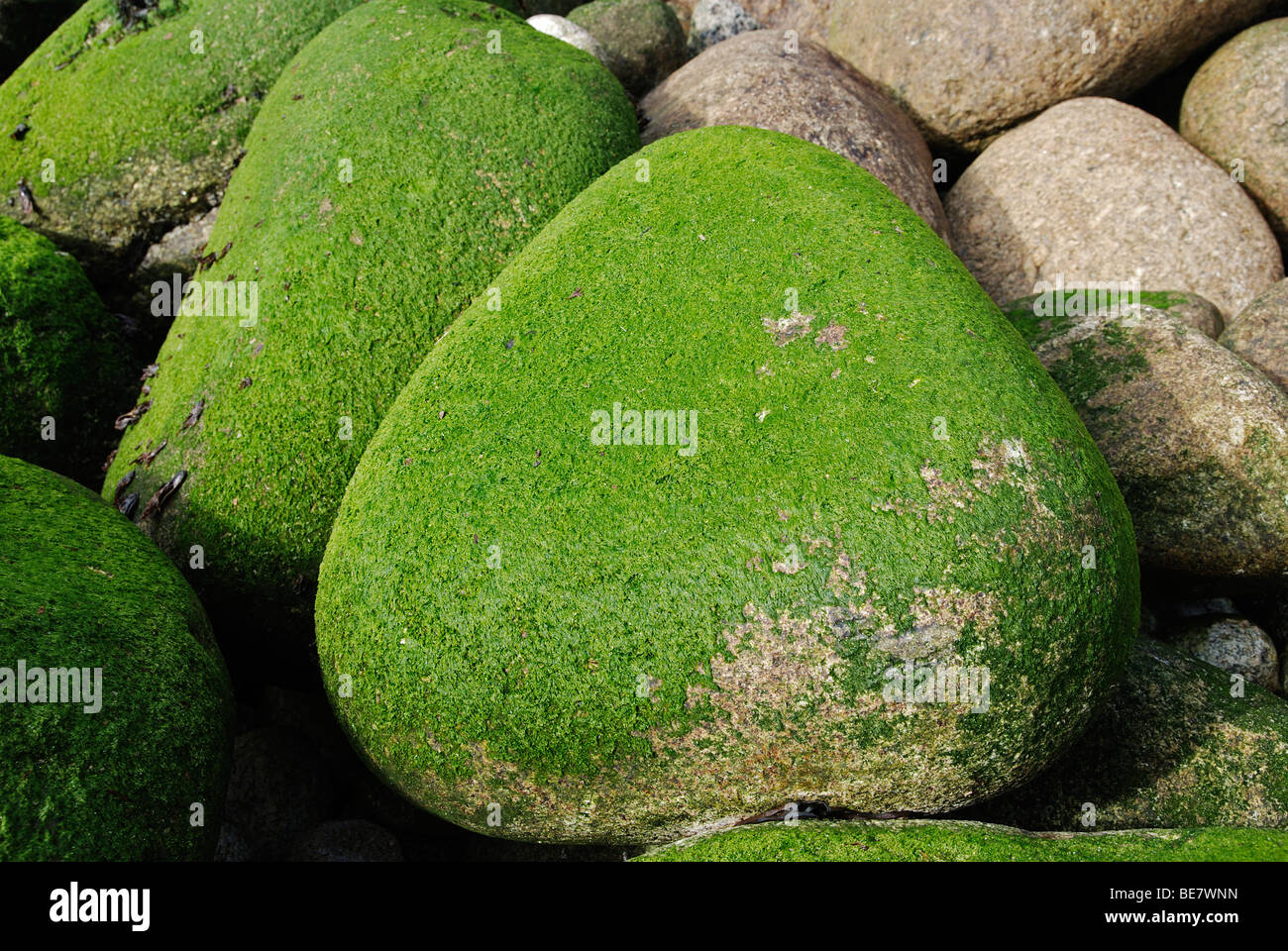 In prossimità delle rocce costiere coperte di muschio di mare, prese a LAMORNA COVE in Cornovaglia,u k Foto Stock