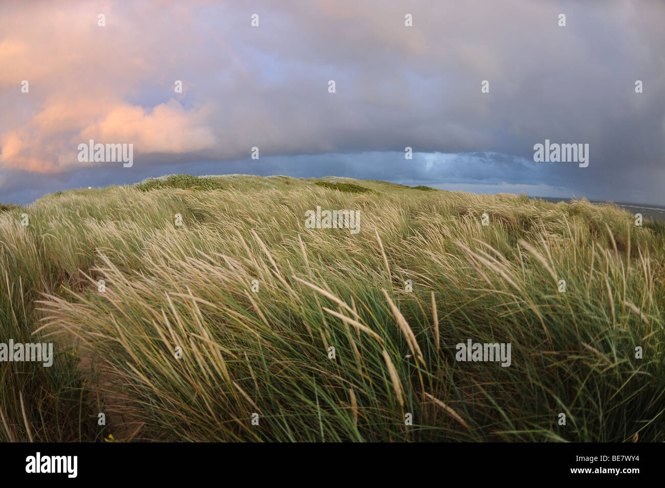 Dune su un mare Norh risultae Foto Stock Dune su un mare Norh risultae Foto Stock