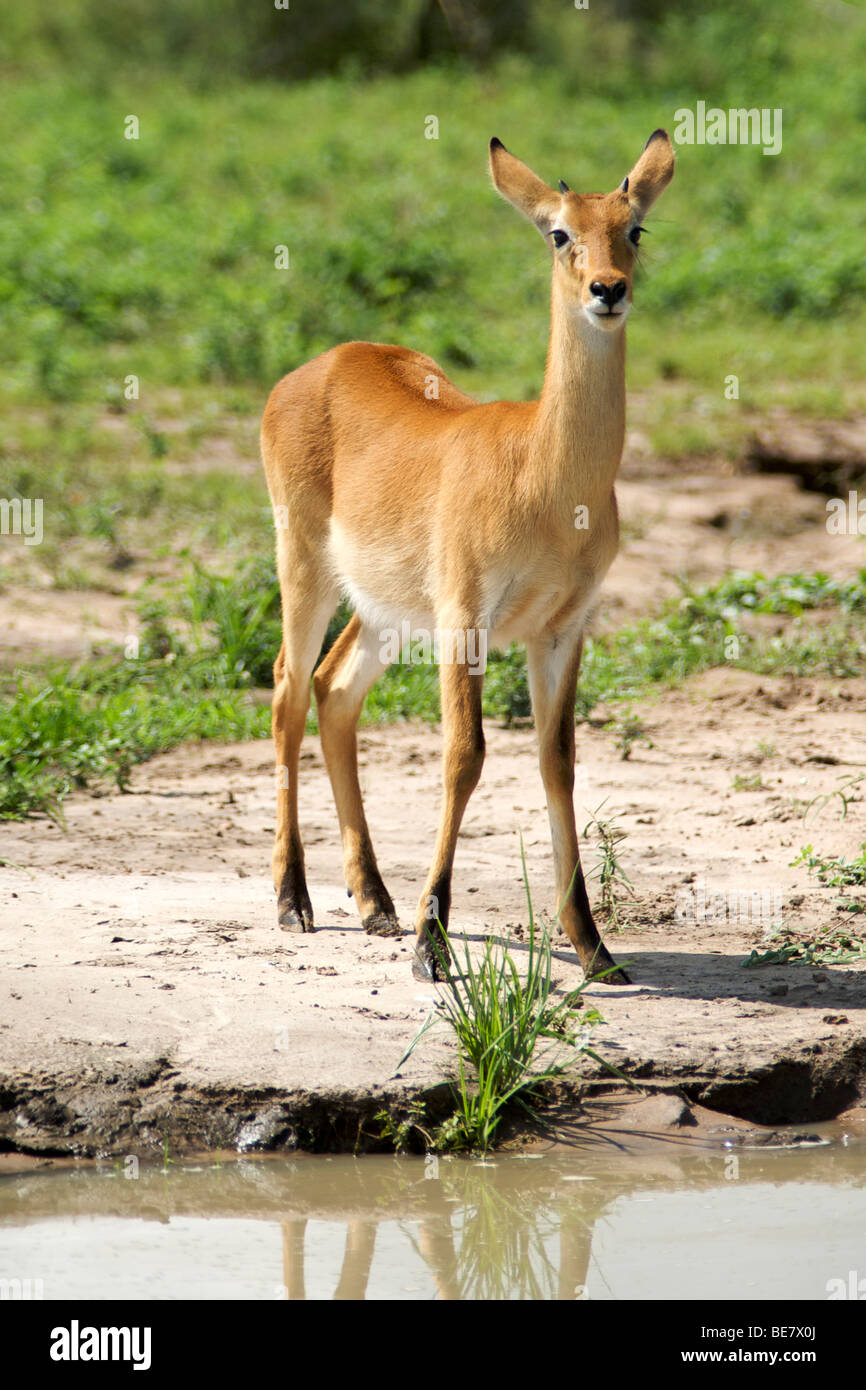 (Oribi Ourebia ourebi) in Murchison Falls National Park in Uganda. Foto Stock