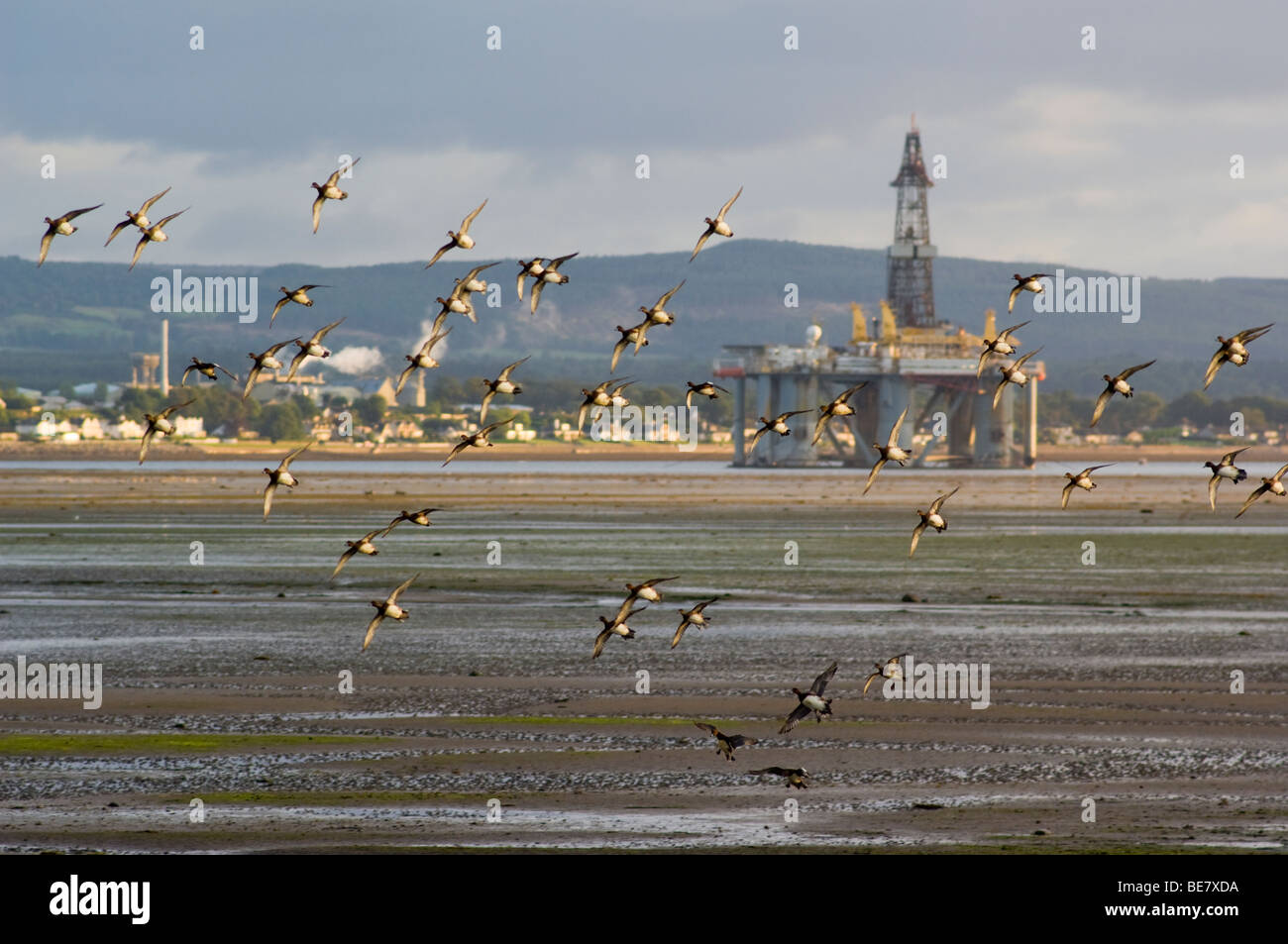 Gregge di Wigeon, Anas penelope, sorvolando velme sulla Cromarty Firth. Dietro è un olio impianto di perforazione, l'artico 2. Foto Stock