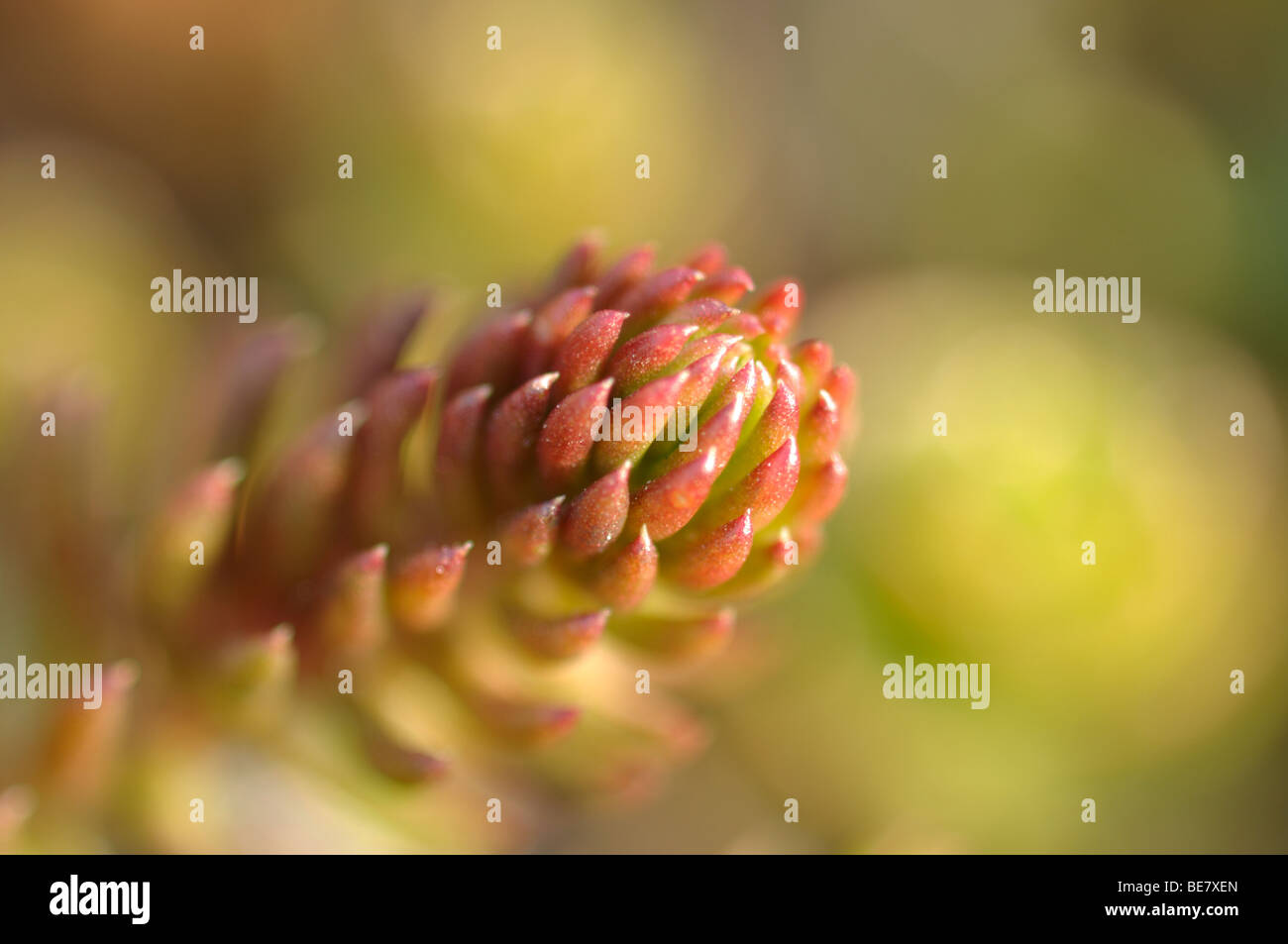 Macro di una pianta di montagna con verde bokeh di fondo Foto Stock