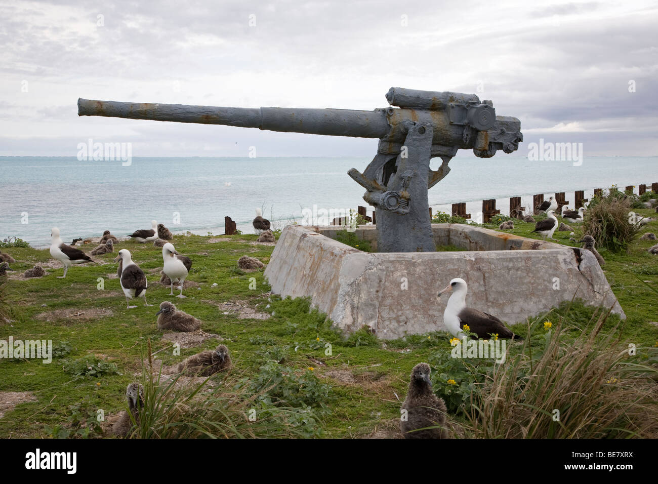Seconda Guerra Mondiale 3' pistola antiaerea della stazione aerea navale di Midway Atoll dal 1942 al 1945 e Laysan albatrosses sull'Eastern Island nel Pacifico Foto Stock