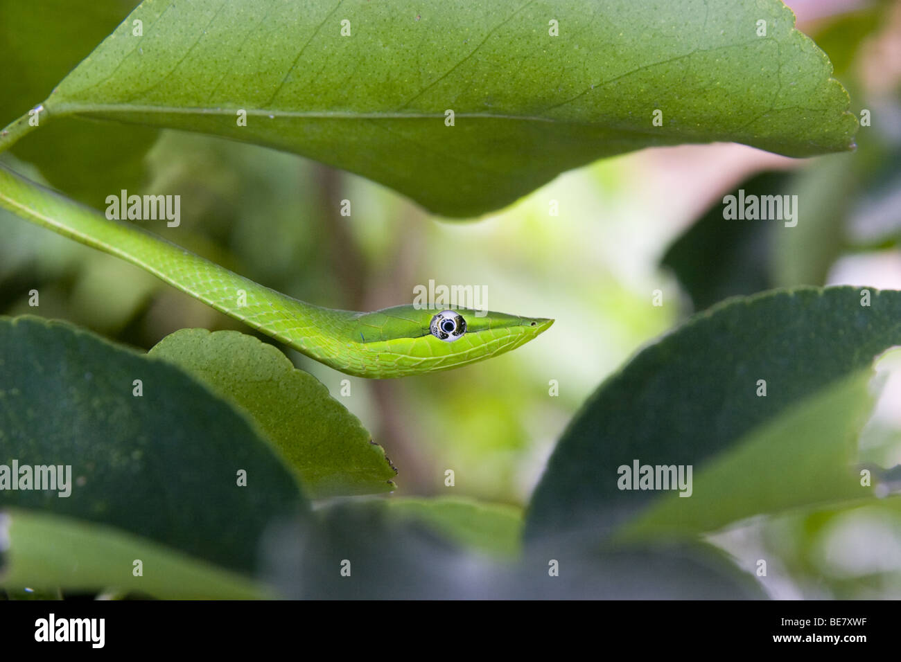 Oxibelis pharomachrus, il verde serpente di vite su un tiglio. Repubblica di Panama, America Centrale Foto Stock