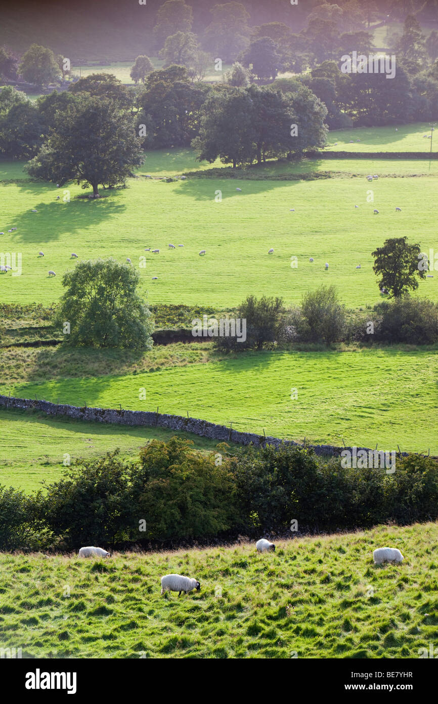 Un campo di ovini in Yorkshire Dales National Park vicino a Buckden, UK. Foto Stock
