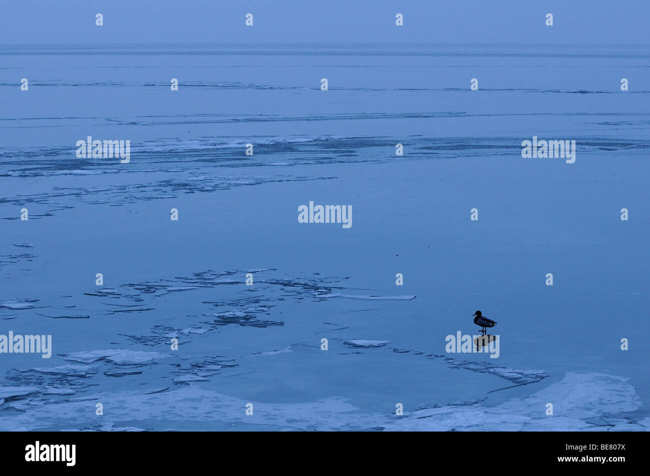 Solitaire wilde eend staand op ijsvlakte, solitaria mallard permanente sulla pianura di ghiaccio Foto Stock
