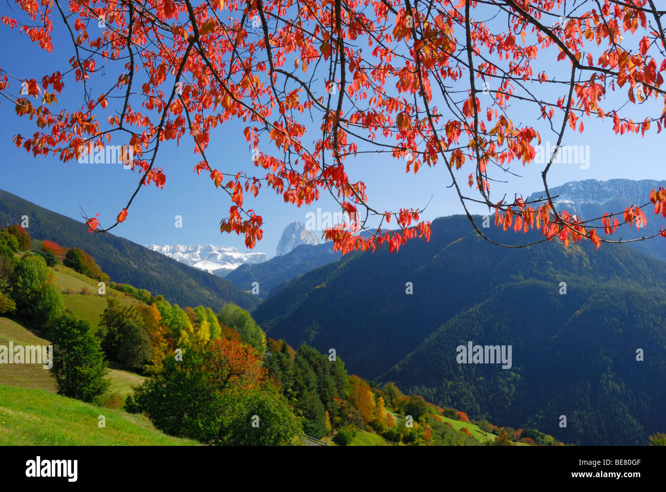 Gamma di Sella e Sassolungo sopra gli alberi in autunno colori in valle Groednertal, Dolomiti, Alto Adige, Italia Foto Stock