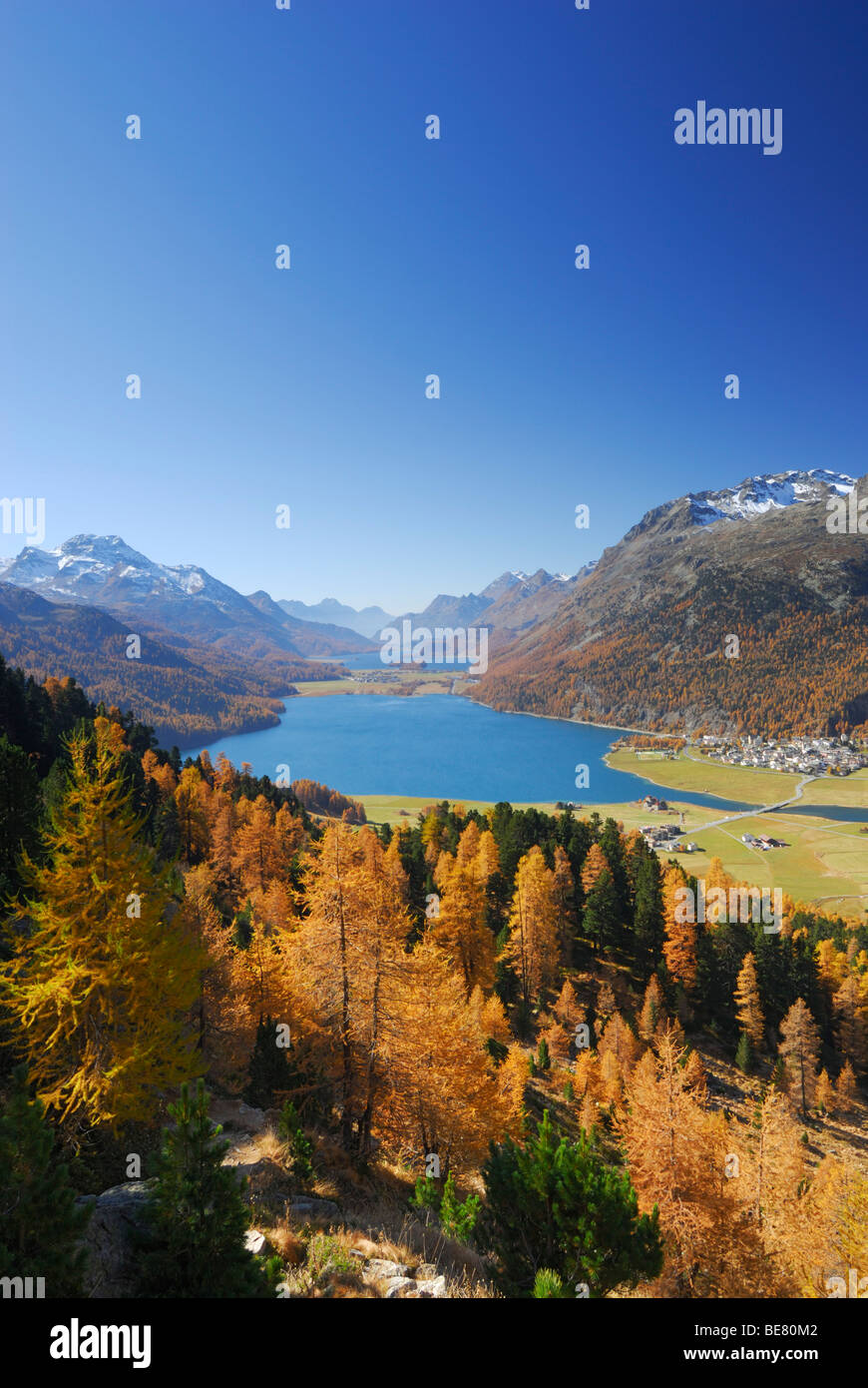 I larici in autunno colori al di sopra del lago Silvaplaner vedere e il lago Silser vedere con Piz da la Margna, Oberengadin Engadin, Grigioni, S Foto Stock