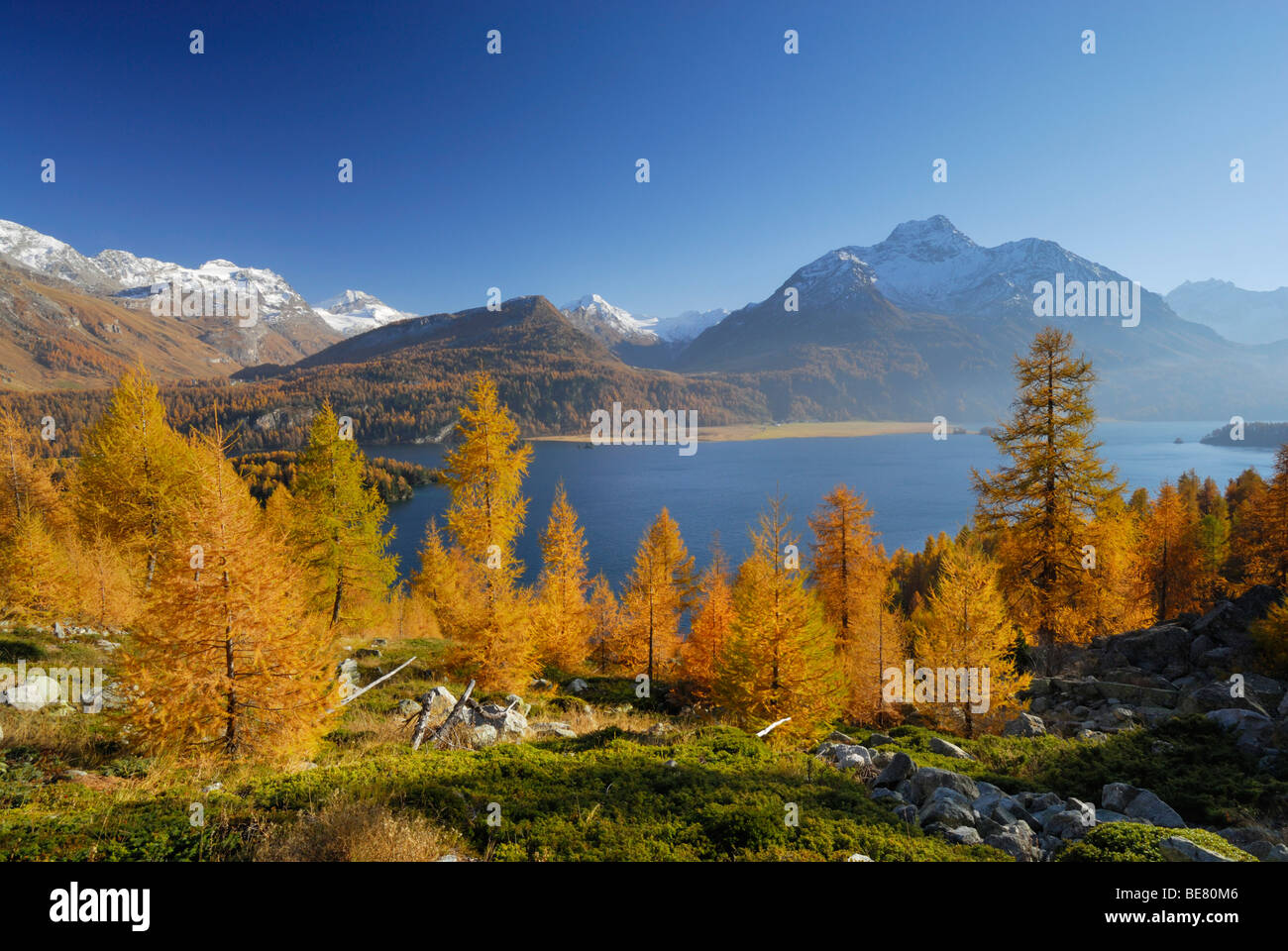 I larici in autunno colori al di sopra del lago Silser vedere con Piz da la Margna, Oberengadin Engadin, Grigioni, Svizzera Foto Stock