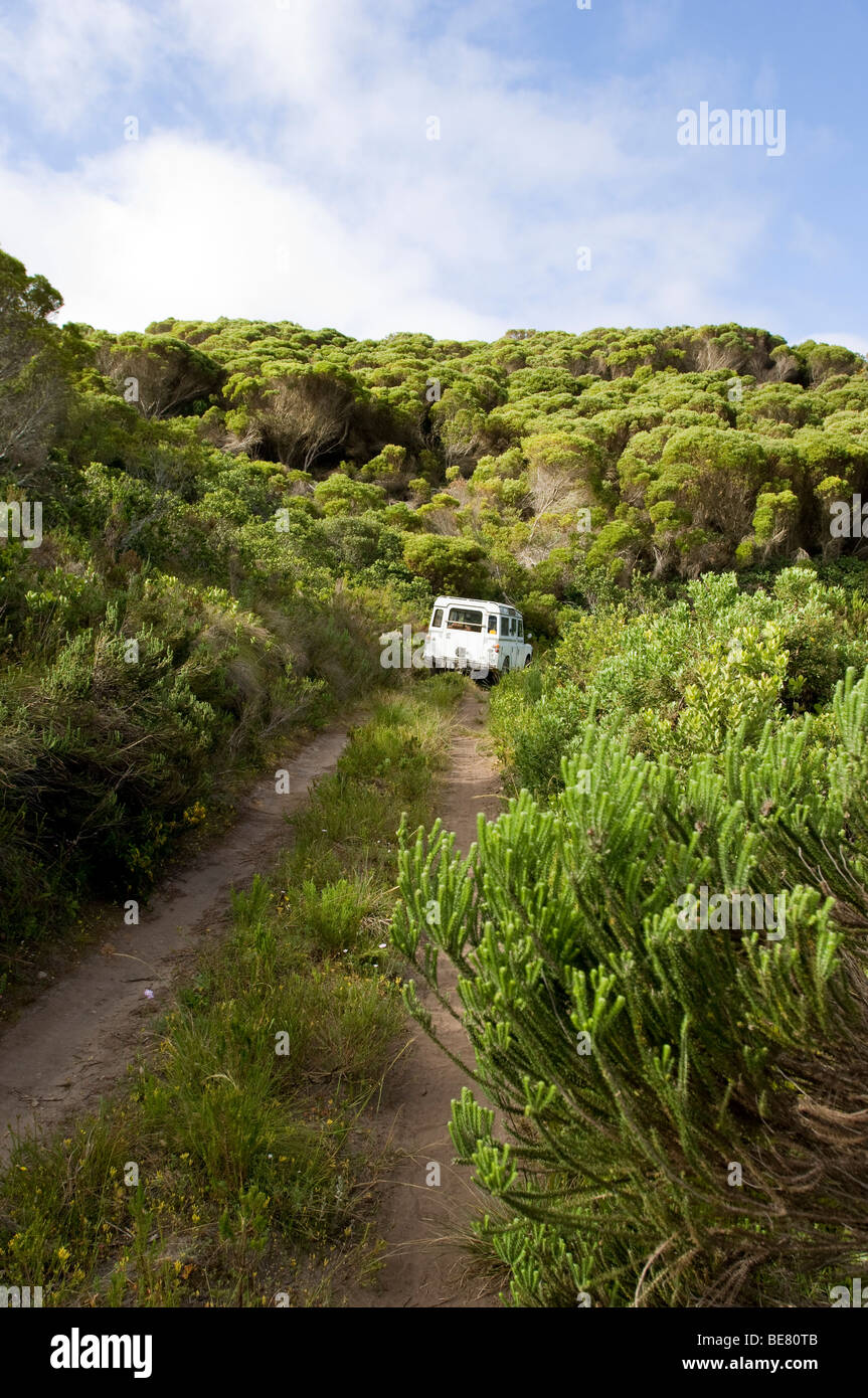 Un auto la guida su un percorso sovradimensionate attraverso il verde paesaggio, Grootbos riserva naturale privata, Gansbaai, Sud Africa e Africa Foto Stock