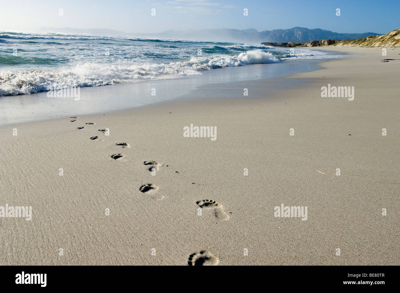 Orme nella sabbia che conducono verso il mare, Walker Bay, Gansbaai, Western Cape, Sud Africa e Africa Foto Stock