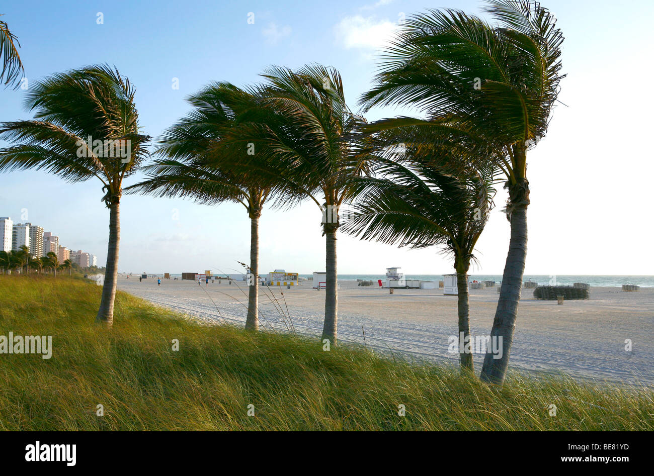 Alberi di palma che soffia nella brezza, South Beach, Miami Beach, Florida, Stati Uniti d'America Foto Stock