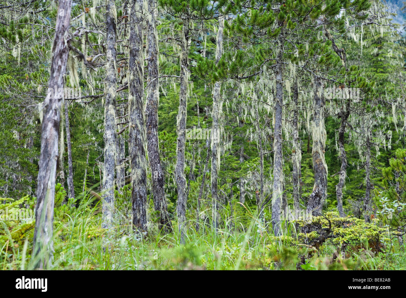 Alberi di pino coperto con barbuto licheni, Mitkof Island, a sud-est di Alaska, STATI UNITI D'AMERICA Foto Stock