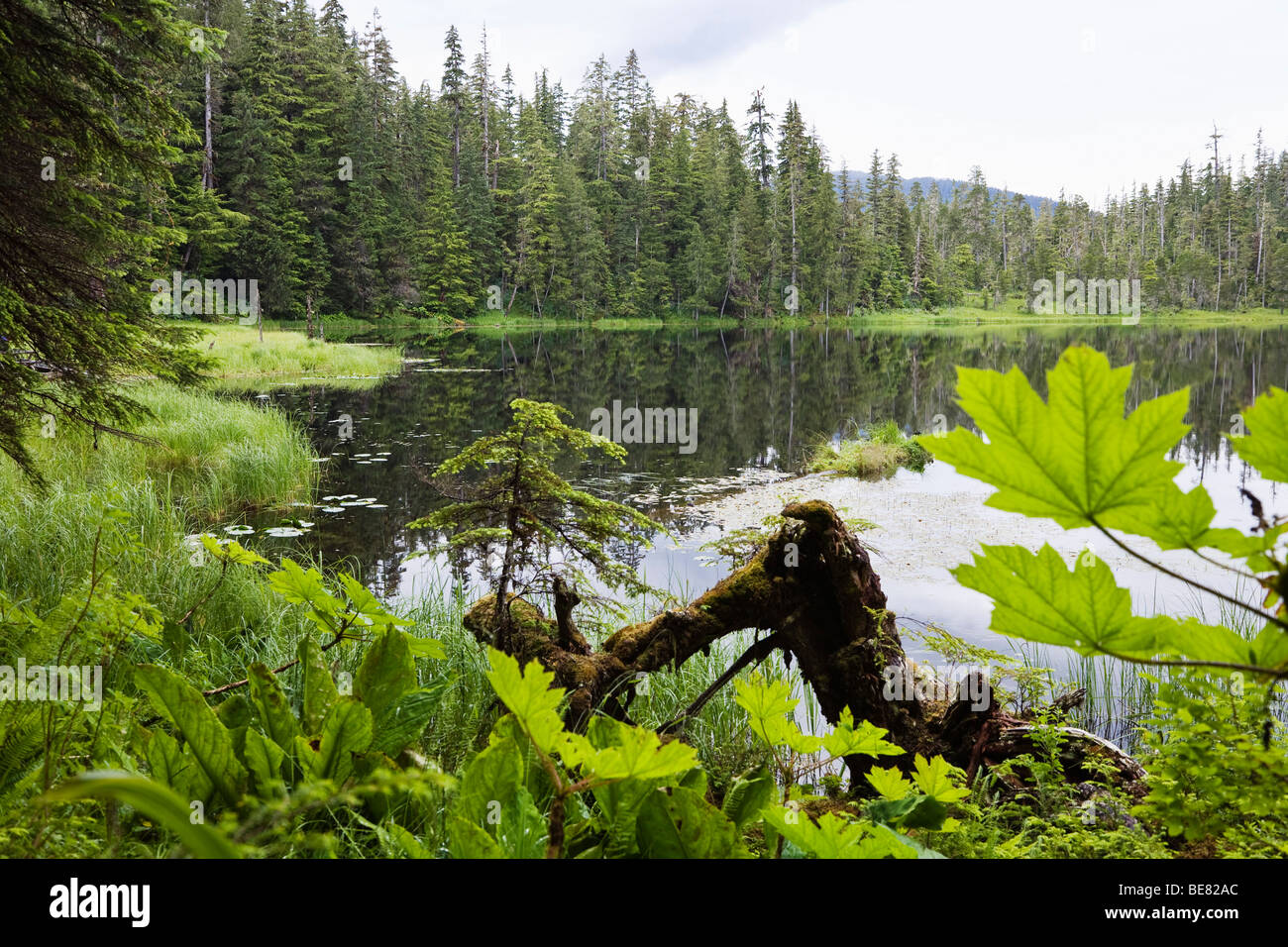 Idilliaco lago su Mitkof Island, a sud-est di Alaska, STATI UNITI D'AMERICA Foto Stock