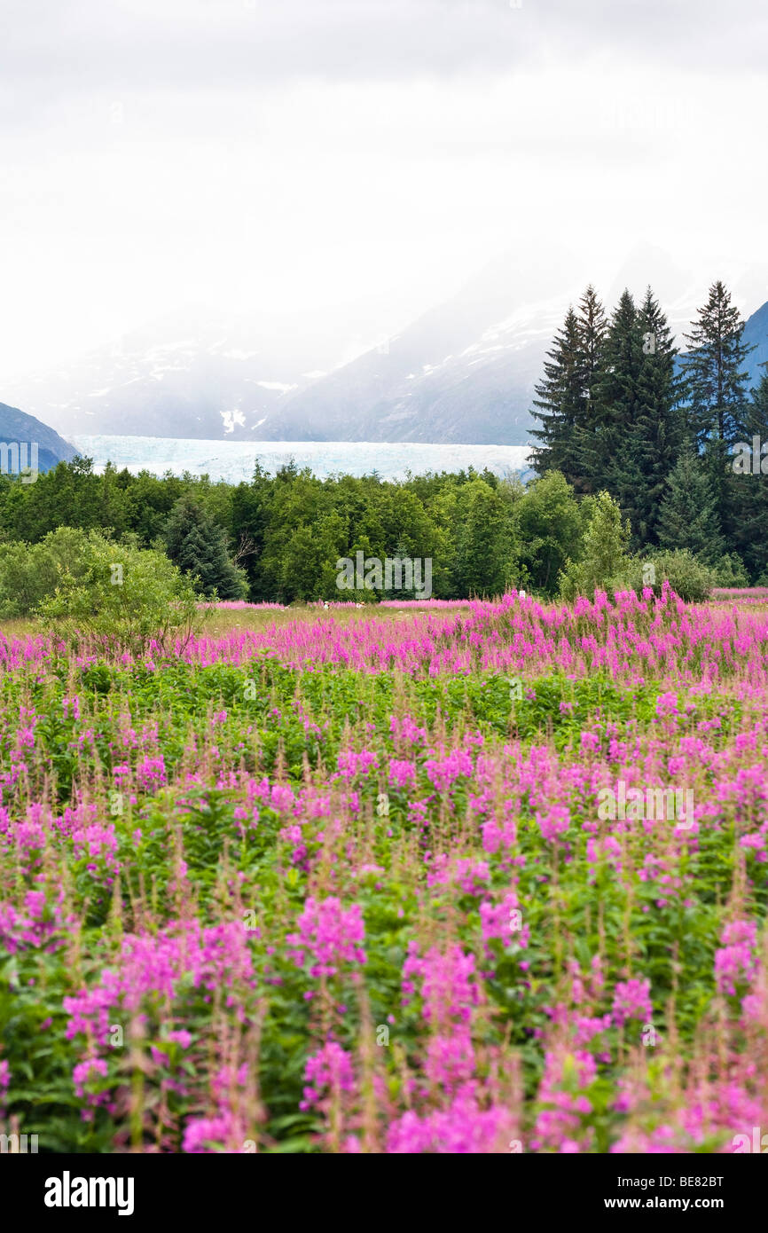 Fiori che sbocciano nella parte anteriore di Mendenhall Glacier sotto le nuvole, a sud-est di Alaska, STATI UNITI D'AMERICA Foto Stock