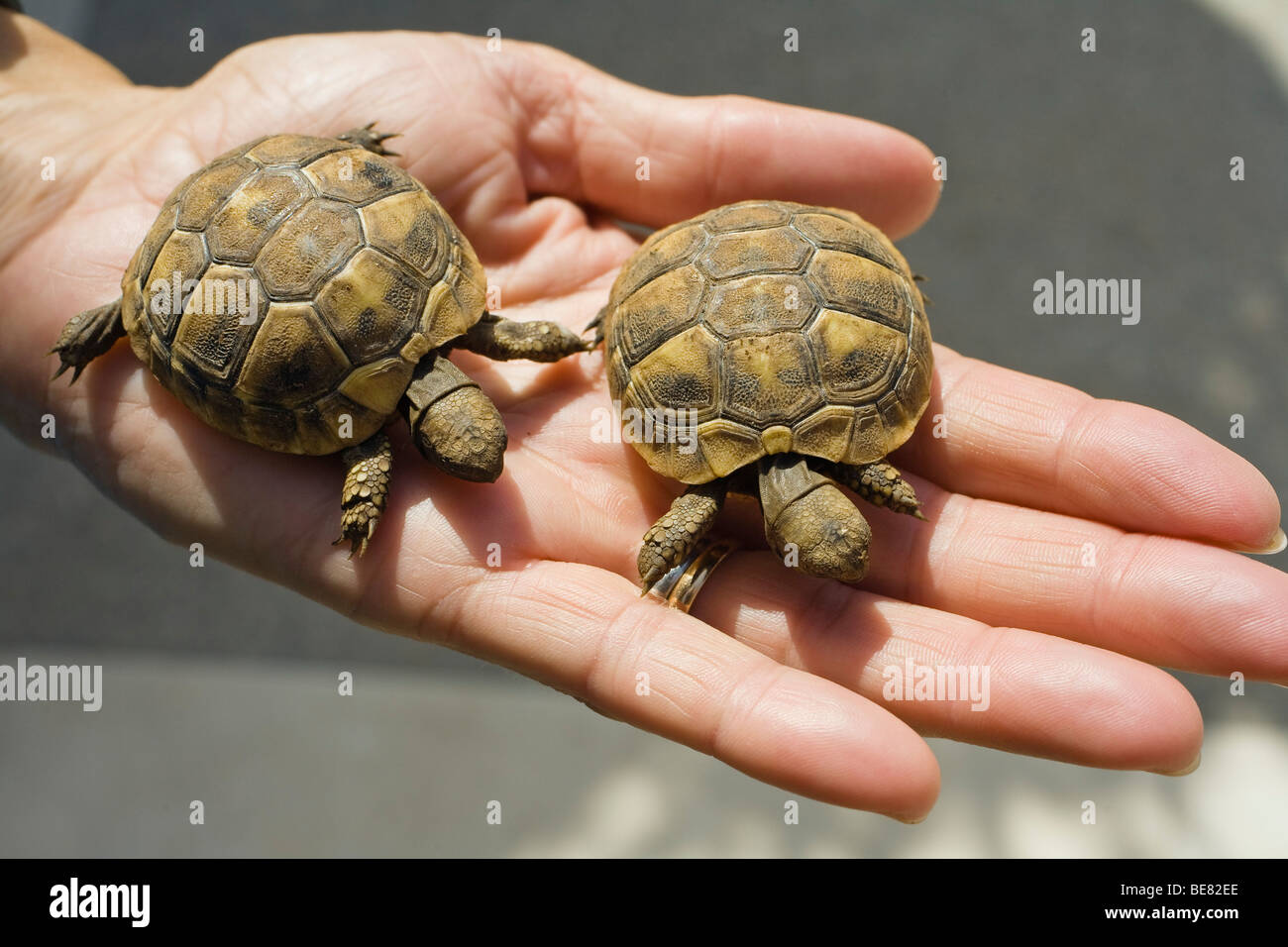 Due piccole tartarughe hanno mostrato su una mano, Croazia, Europa Foto Stock