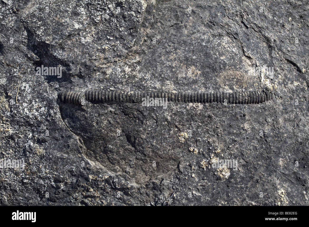 Un piuttosto interessanti fossili preistorici annegato nel calcare in cima Eagle Rock in Glenade nella Contea di Sligo Foto Stock
