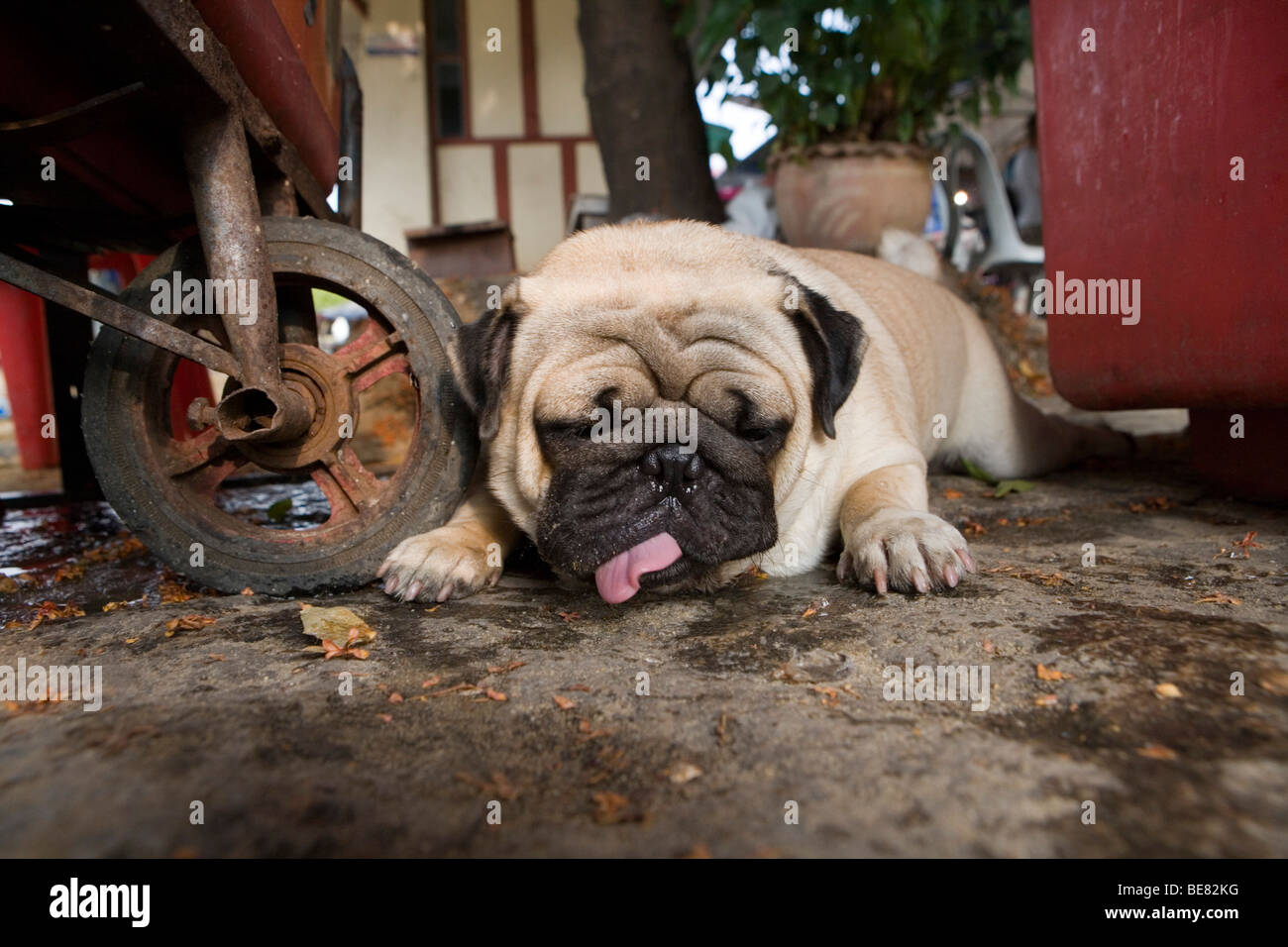 Molto probabilmente il più brutto cane nel sud-est asiatico, nella parte anteriore del Wat Arun, tempio dell'alba, Bangkok, Thailandia, Asia Foto Stock