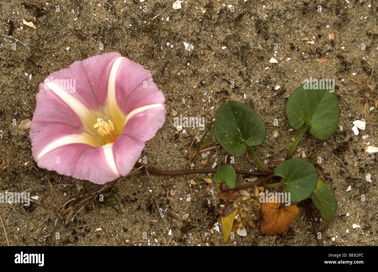 Fiore rosa e foglie verdi del mare centinodia sulla sabbia dal di sopra Foto Stock