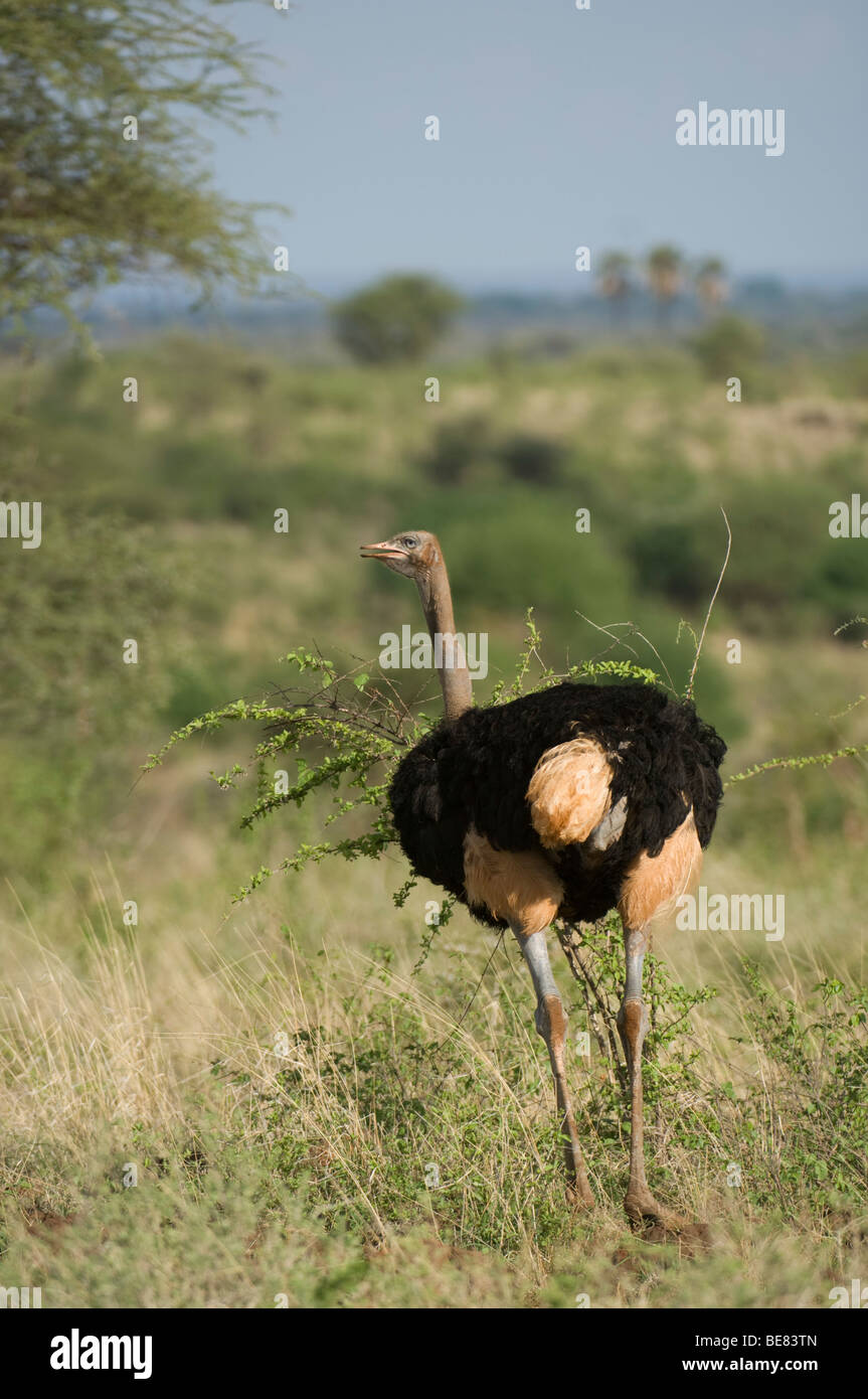 Struzzo somalo ( Struthio molybdophanes), il Parco nazionale di Meru, Kenya Foto Stock