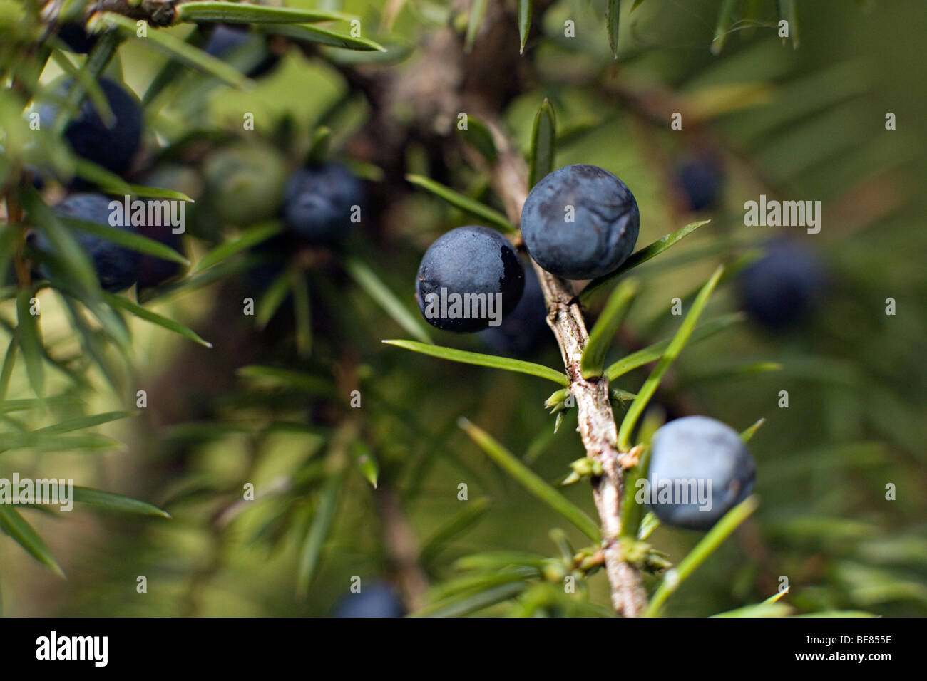 Juniperus communis coni di sementi in primo piano Foto Stock