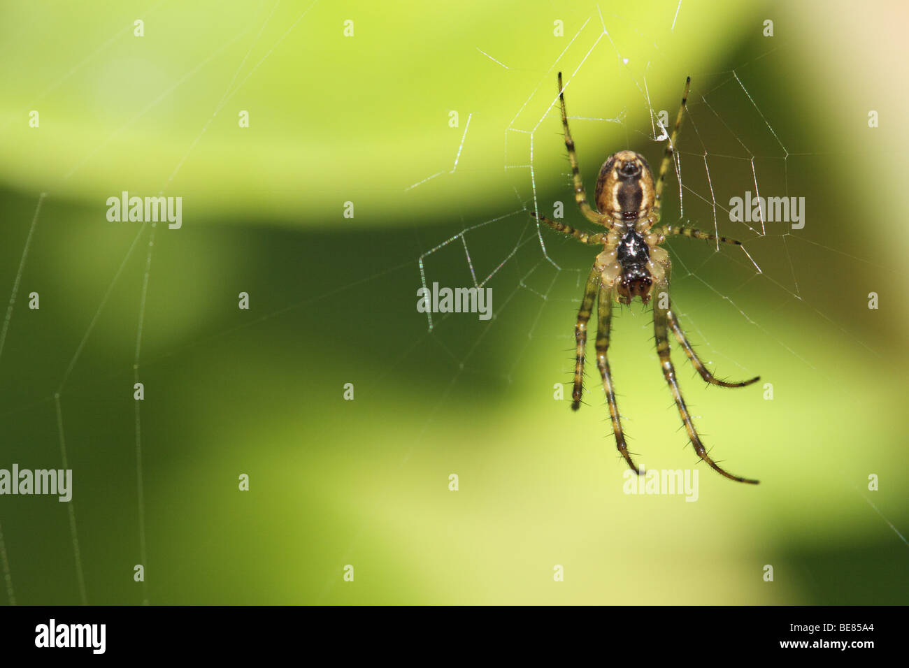 Giardino spider su un velo tra foiliage Foto Stock