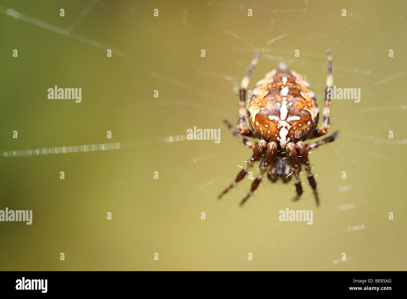 Araneus diadematus giardino comune spider con distintivi croce bianca sul suo addome in settembre BRITANNICO Foto Stock