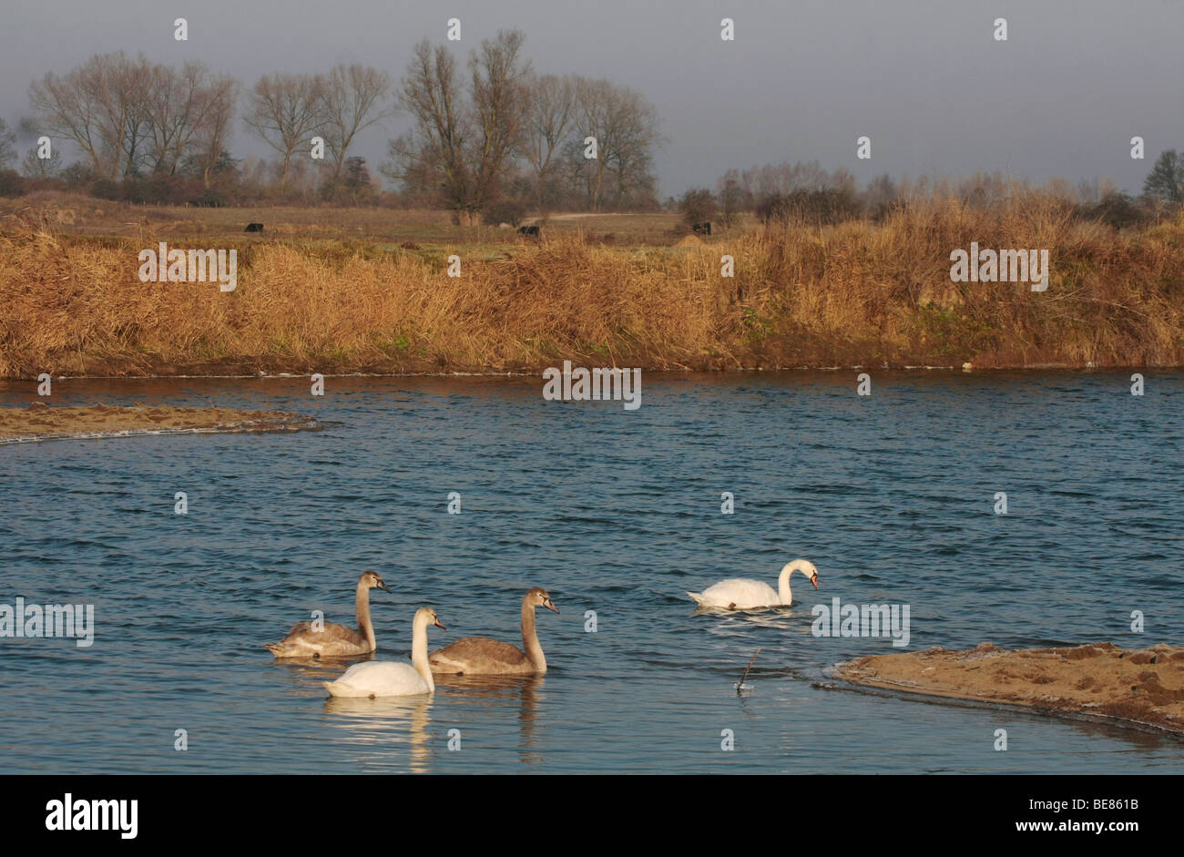 Knobbelzwanen zwemmen in een overstroomde uiterwaarde; cigni nuotare in una zona umida Foto Stock
