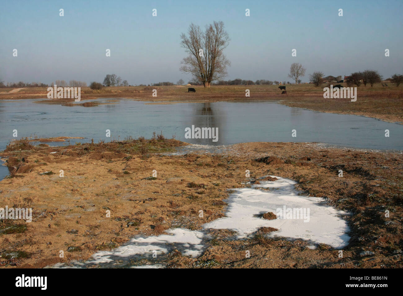 Uiterwaarde Waal, bevroren overgestroomd gebied op een kraakheldere winterdag; congelate wetland, lungo le sponde del fiume Waal Foto Stock
