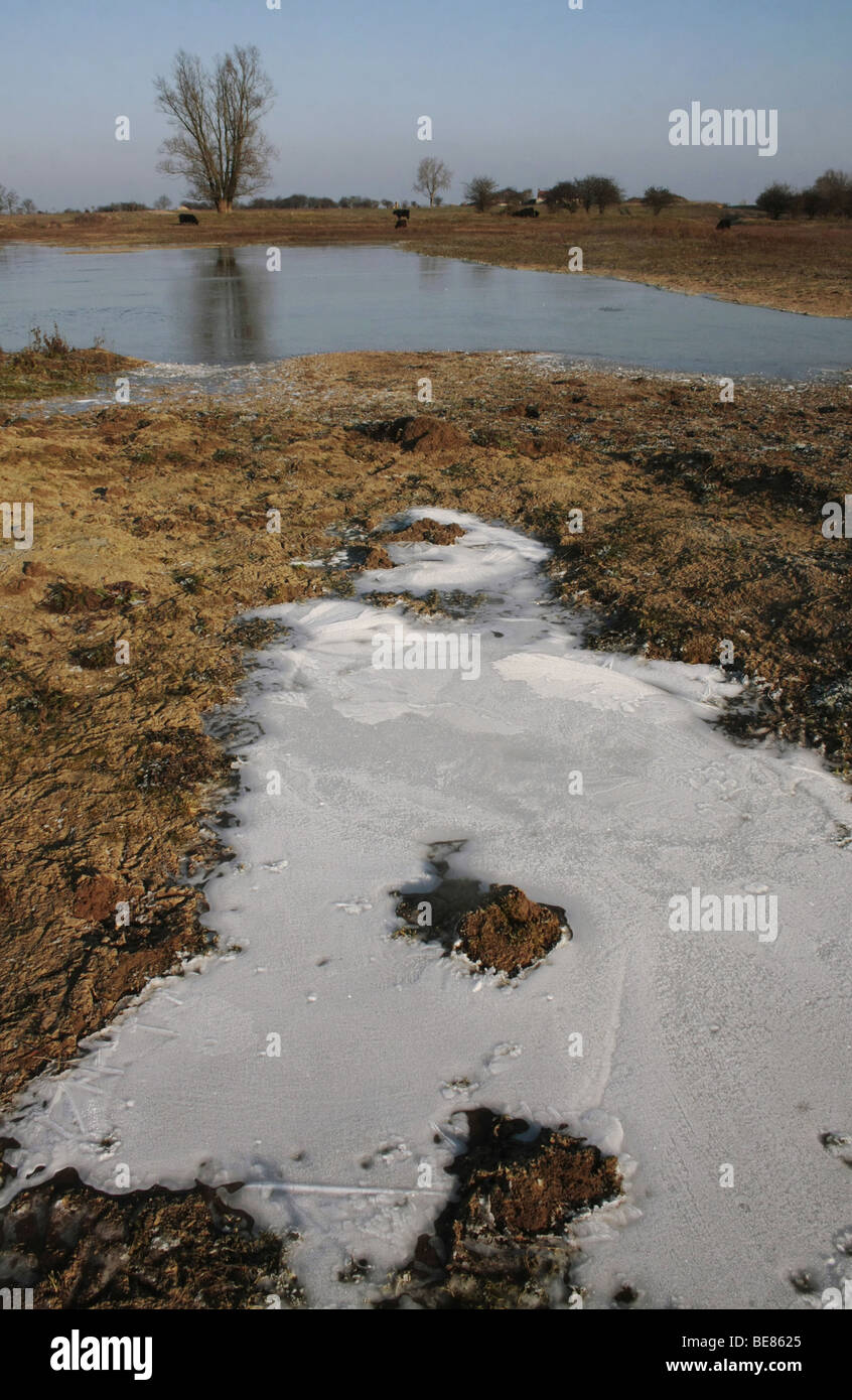 Uiterwaarde Waal, bevroren overgestroomd gebied op een kraakheldere winterdag; congelate wetland, lungo le sponde del fiume Waal Foto Stock