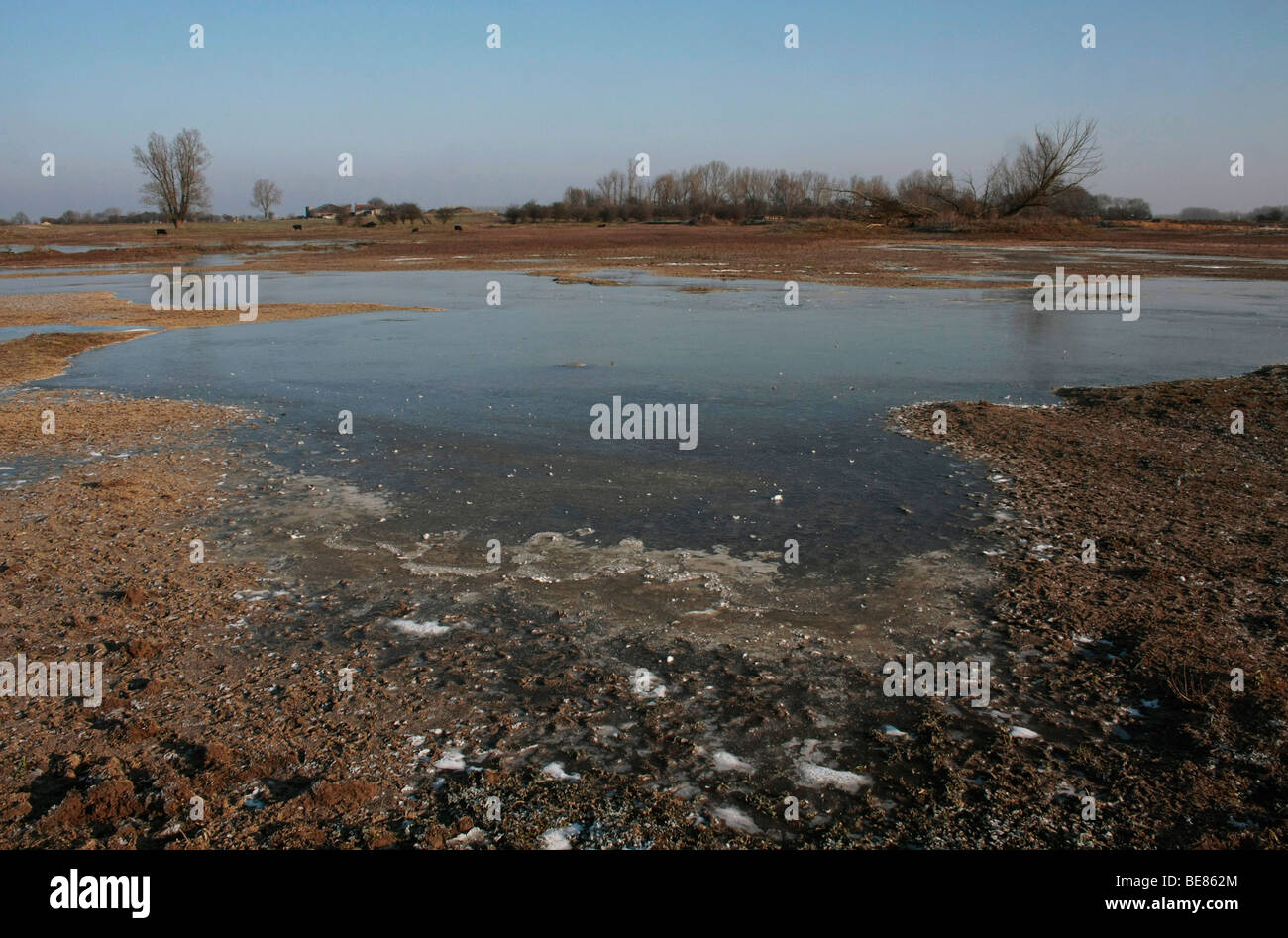 Uiterwaarde Waal, bevroren overgestroomd gebied op een kraakheldere winterdag; congelate wetland, lungo le sponde del fiume Waal Foto Stock