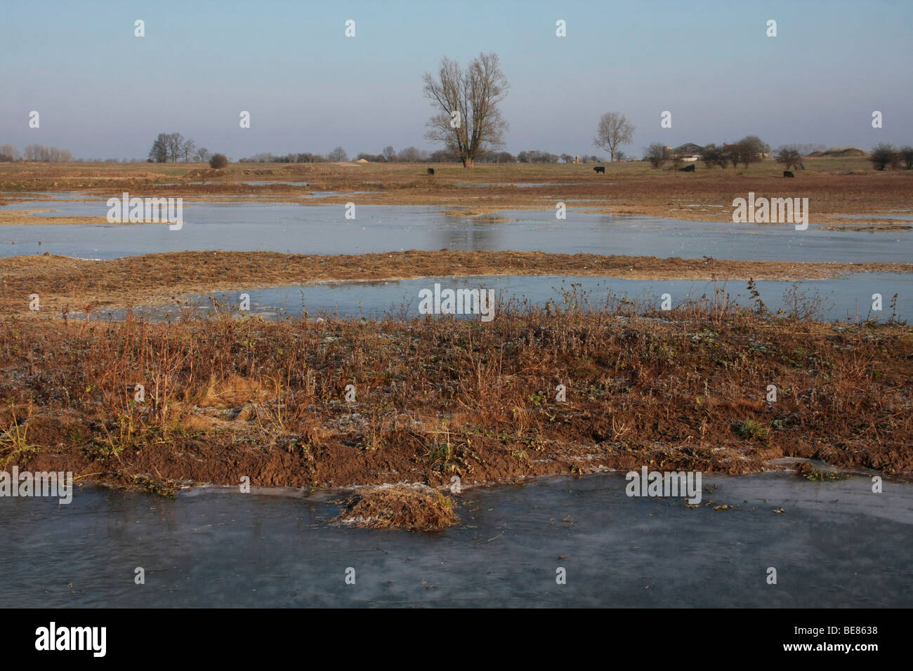 Uiterwaarde Waal, bevroren overgestroomd gebied op een kraakheldere winterdag; congelate wetland, lungo le sponde del fiume Waal Foto Stock