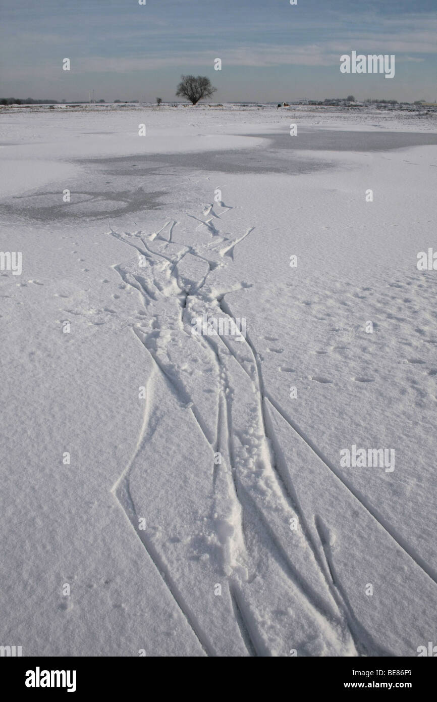 Uiterwaarde Waal Foto Stock