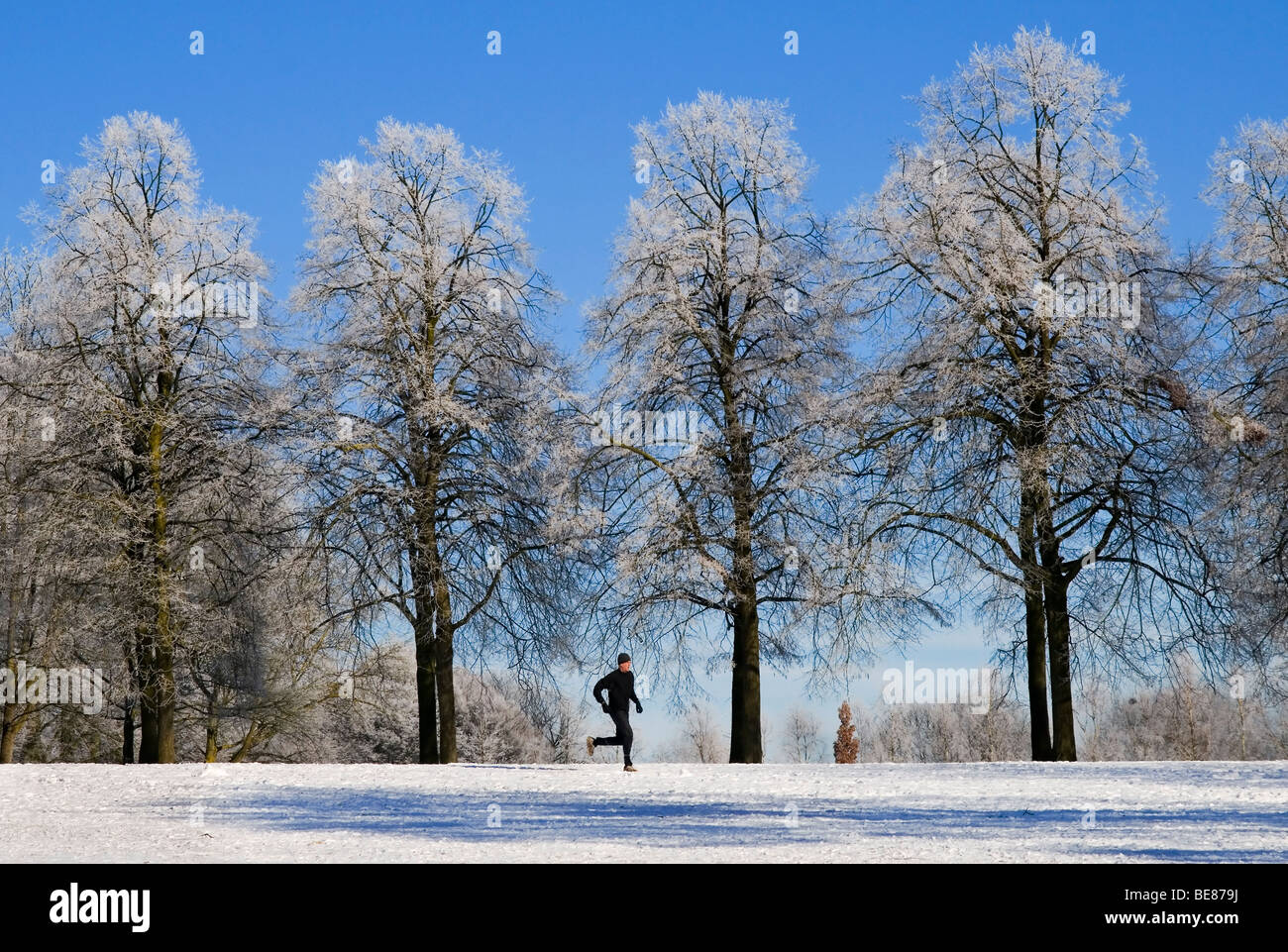 Nel pareggiatore berijpt inverni in Goffertpark Nijmegen; Runner in Goffertpark smerigliato in inverno a Nijmegen; Foto Stock