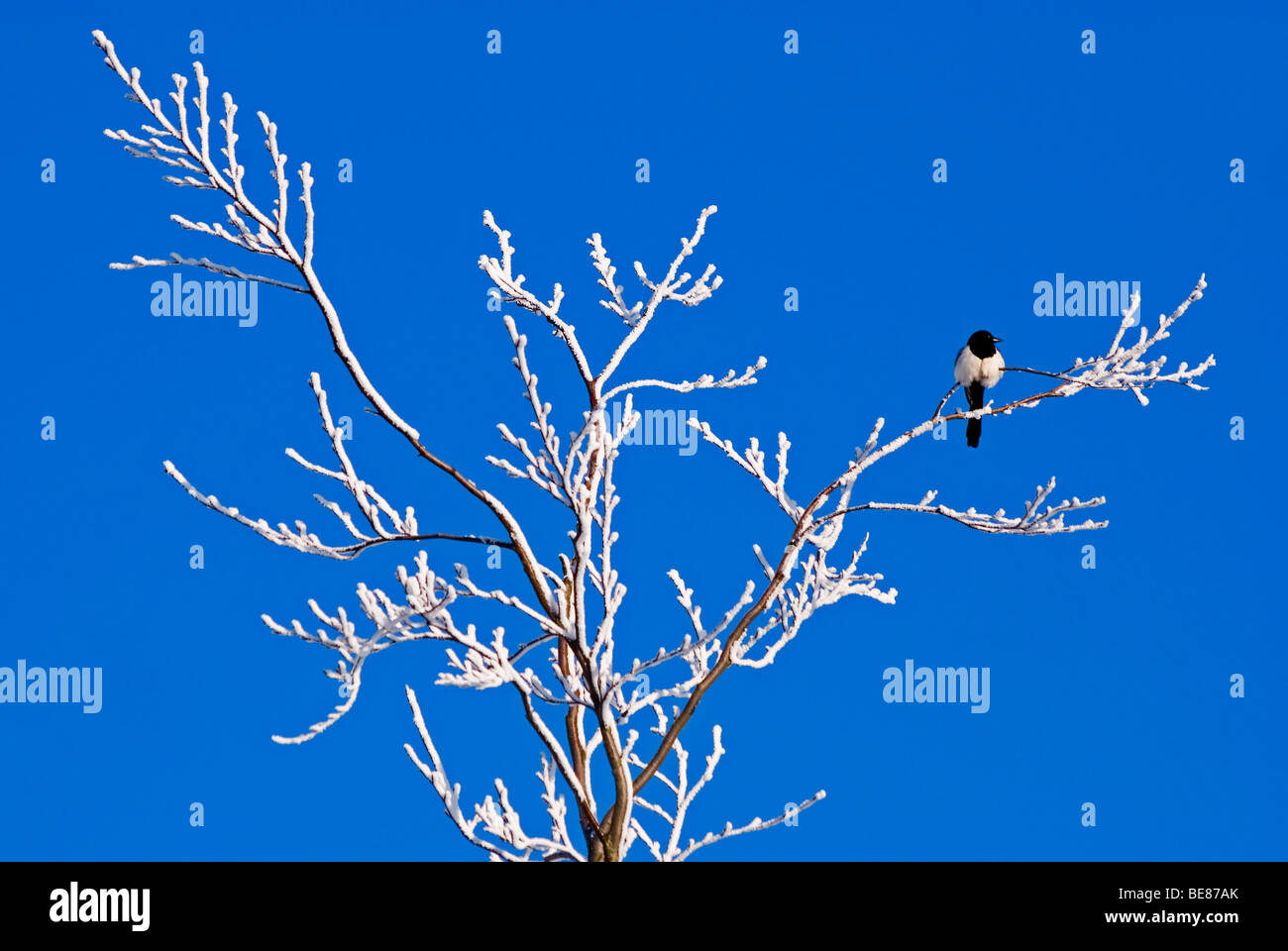Ekster op berijpte tak tegen blauwe lucht; Comune Gazza sul ramo smerigliato con cielo blu Foto Stock