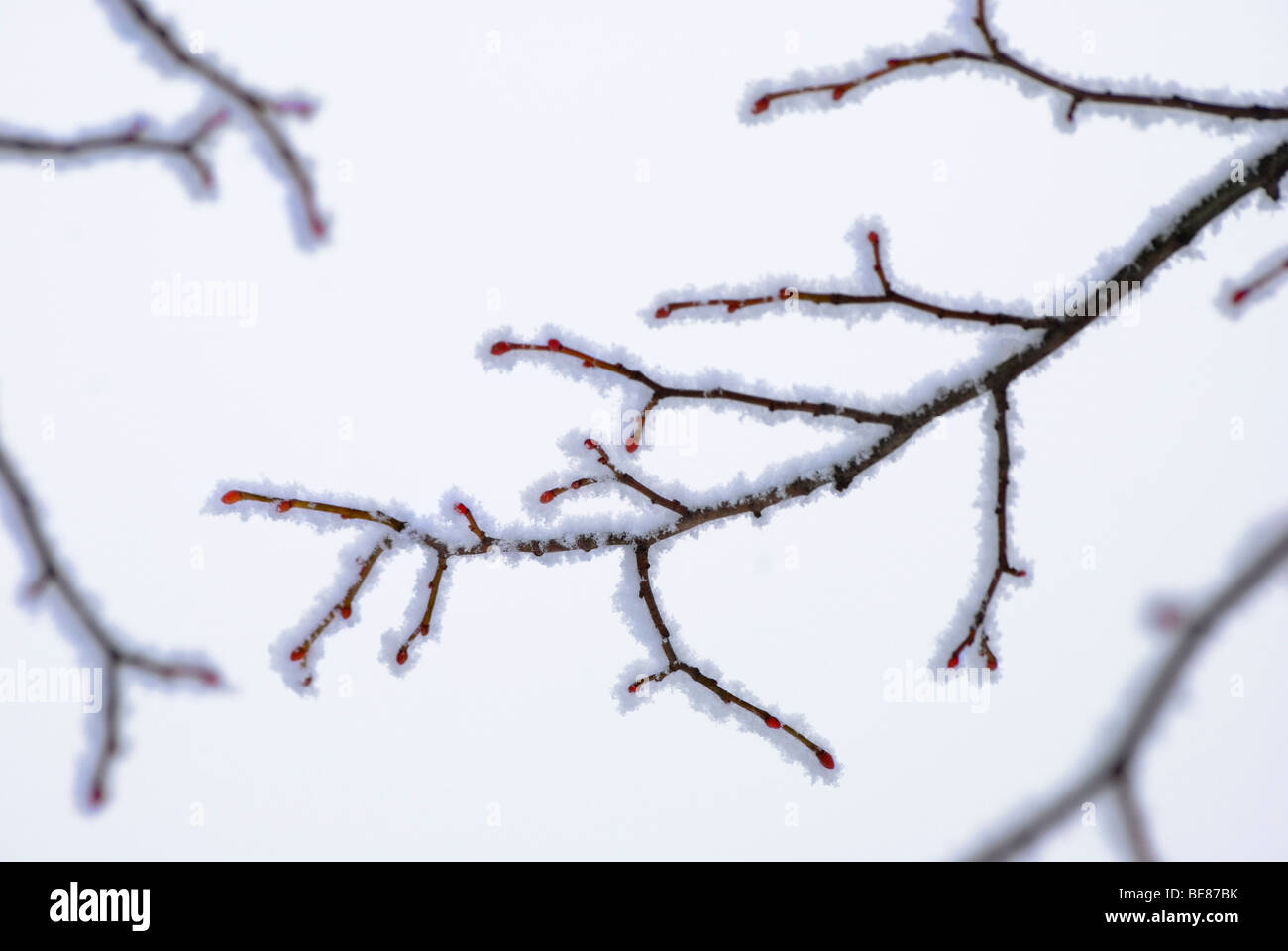 Berijpte tak in de winter tegen een witte lucht; ramo ghiacciato in inverno contro un cielo bianco Foto Stock