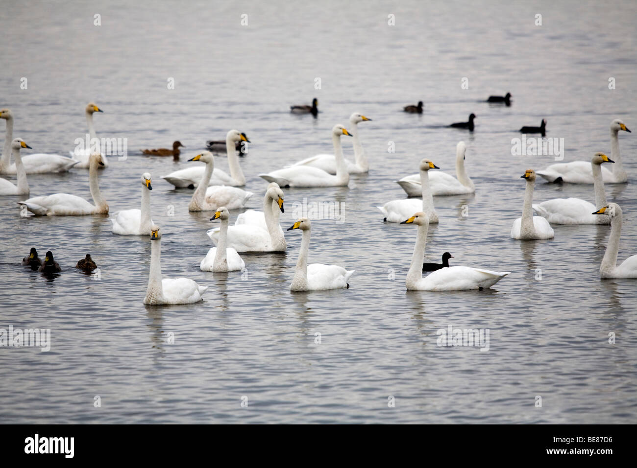 Whooper cigni; Cygnus cygnus; Foto Stock
