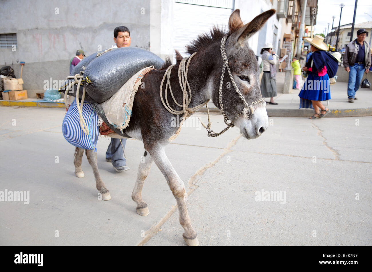 CAJABAMBA PERÙ - 6 settembre: Uomo di trasportare i prodotti al mercato da asino in Cajabamba, Perù il 6 settembre 2009 Foto Stock