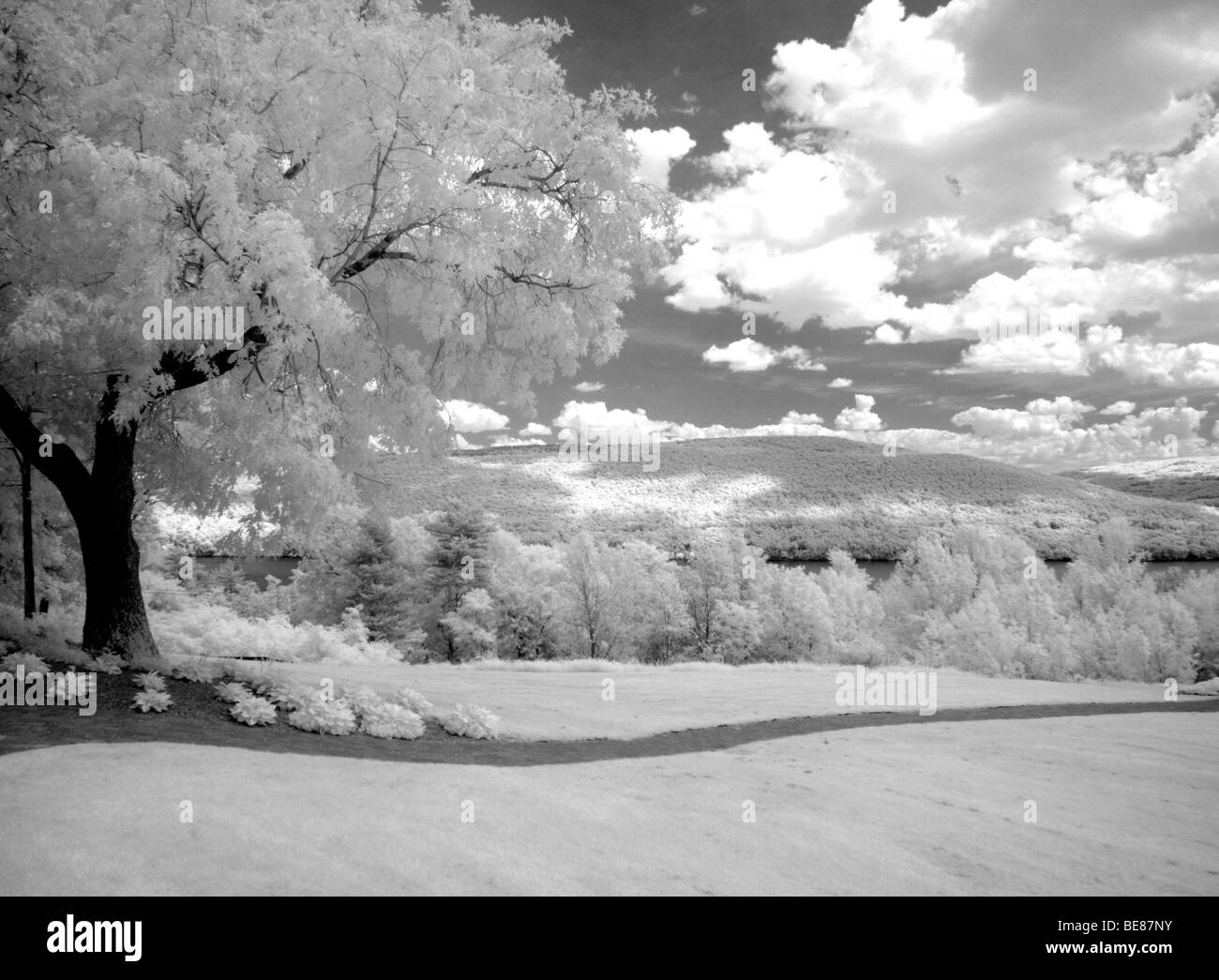 Infrarossi in bianco e nero di alberi in Canandaigua Lake in Finger Lakes in Upstate New York vicino a Rochester Foto Stock