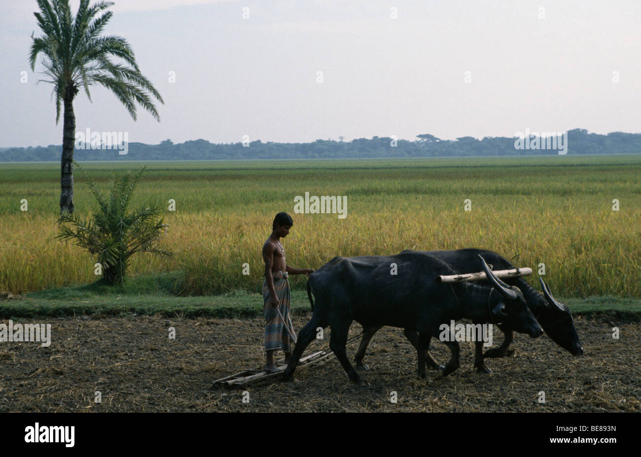 BANGLADESH Char Kukri Mukri agricoltore aratura con coppia di giovenchi all'alba. Foto Stock