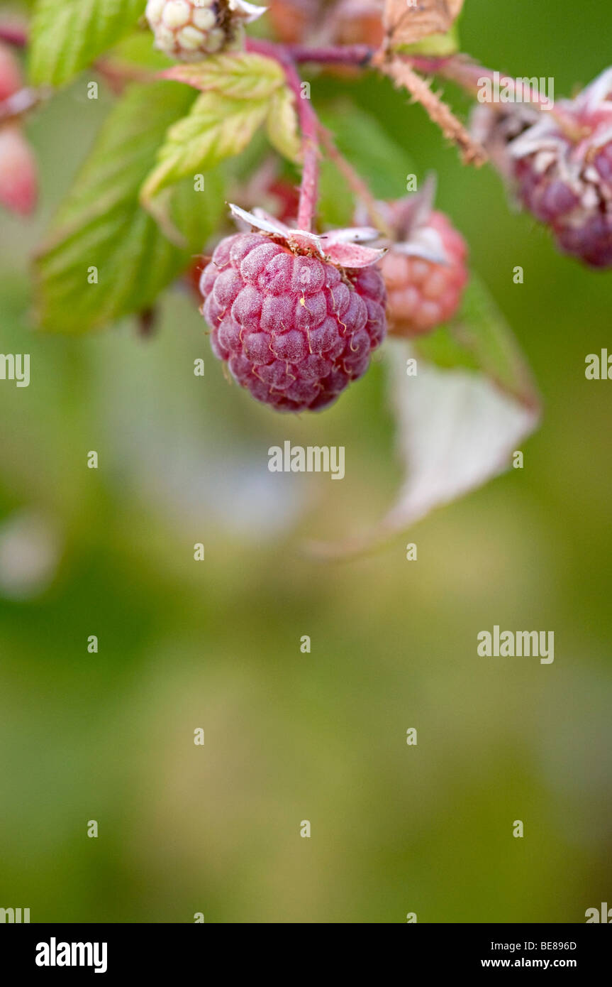 Lamponi su una boccola di frutta in un riparto del Regno Unito Foto Stock