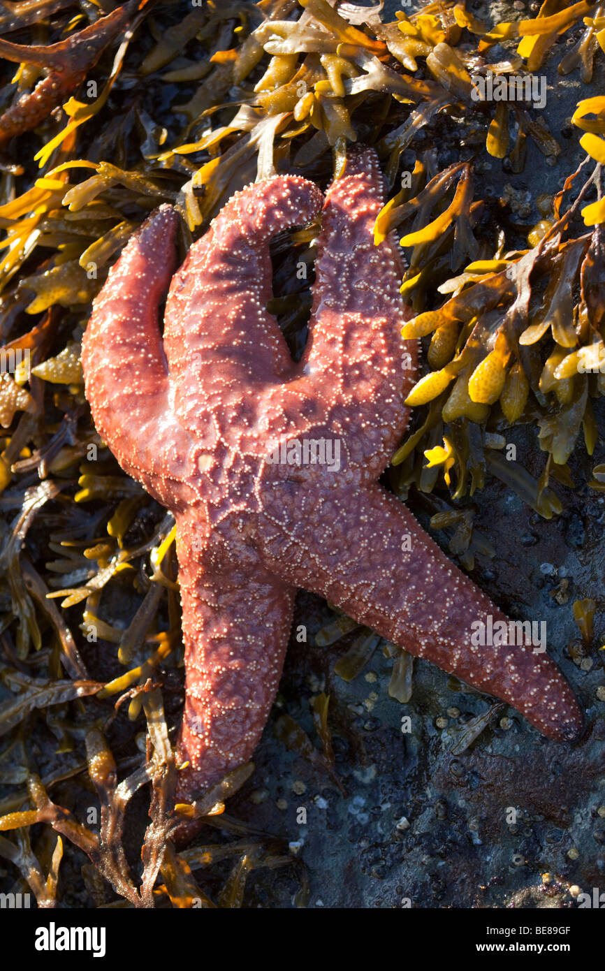 Ocra stella di mare (Piaster ochraceus) in un pool di marea nel nord-ovest del pacifico Foto Stock