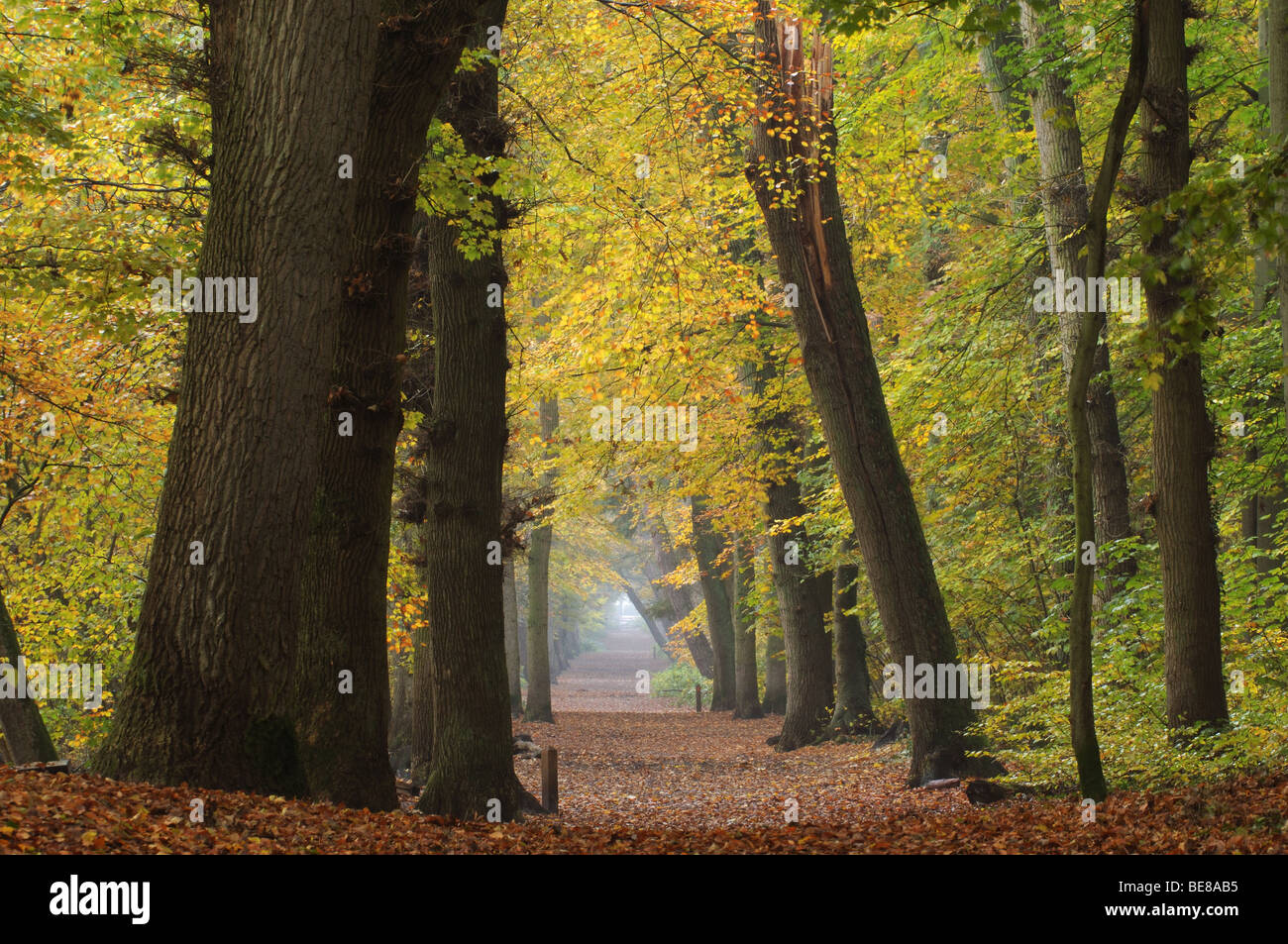 Il sentiero attraverso la foresta circondato da tronchi di alberi e foglie di autunno Foto Stock