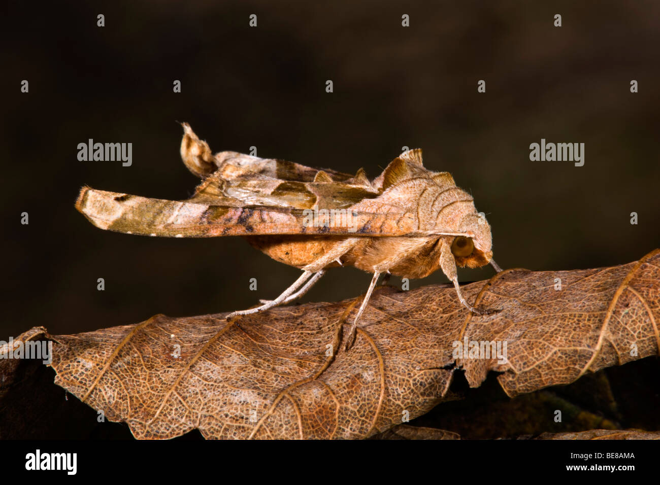 Sfumature di angolo moth; Phlogophora meticulosa Foto Stock