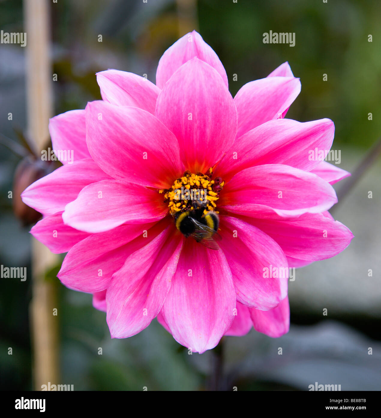 Storia naturale degli insetti Bumble Bee su una rosa scuro Fiore Dahlia in un giardino. Foto Stock