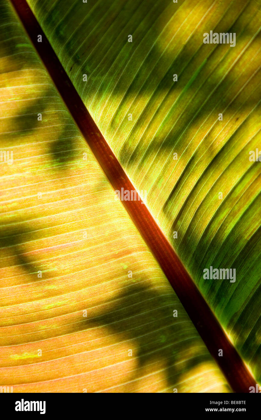 Impianto di foglie di albero particolare del rosso o abissina banana etiope Musa ensete rubra che crescono in un giardino inglese Foto Stock