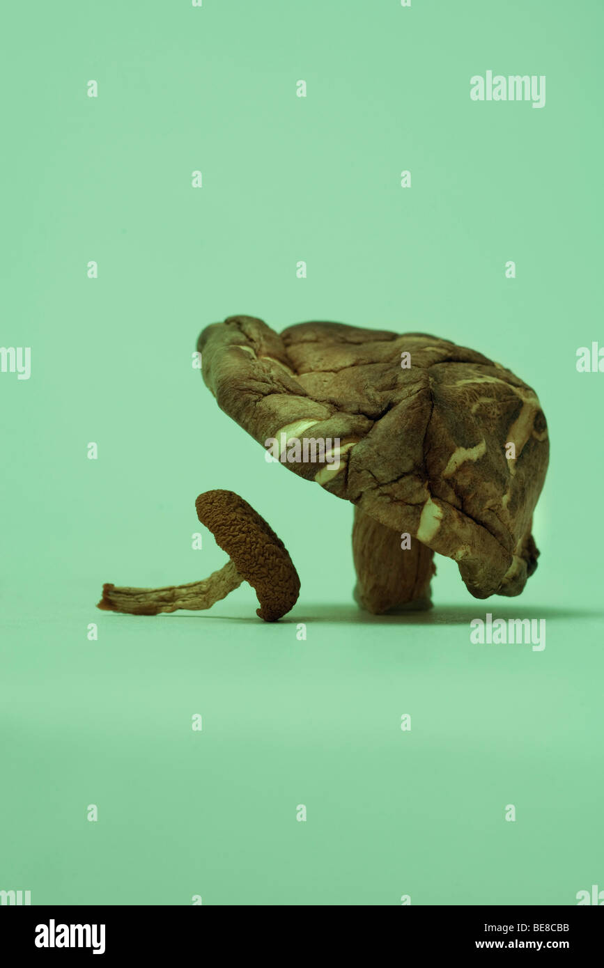Funghi secchi Foto Stock