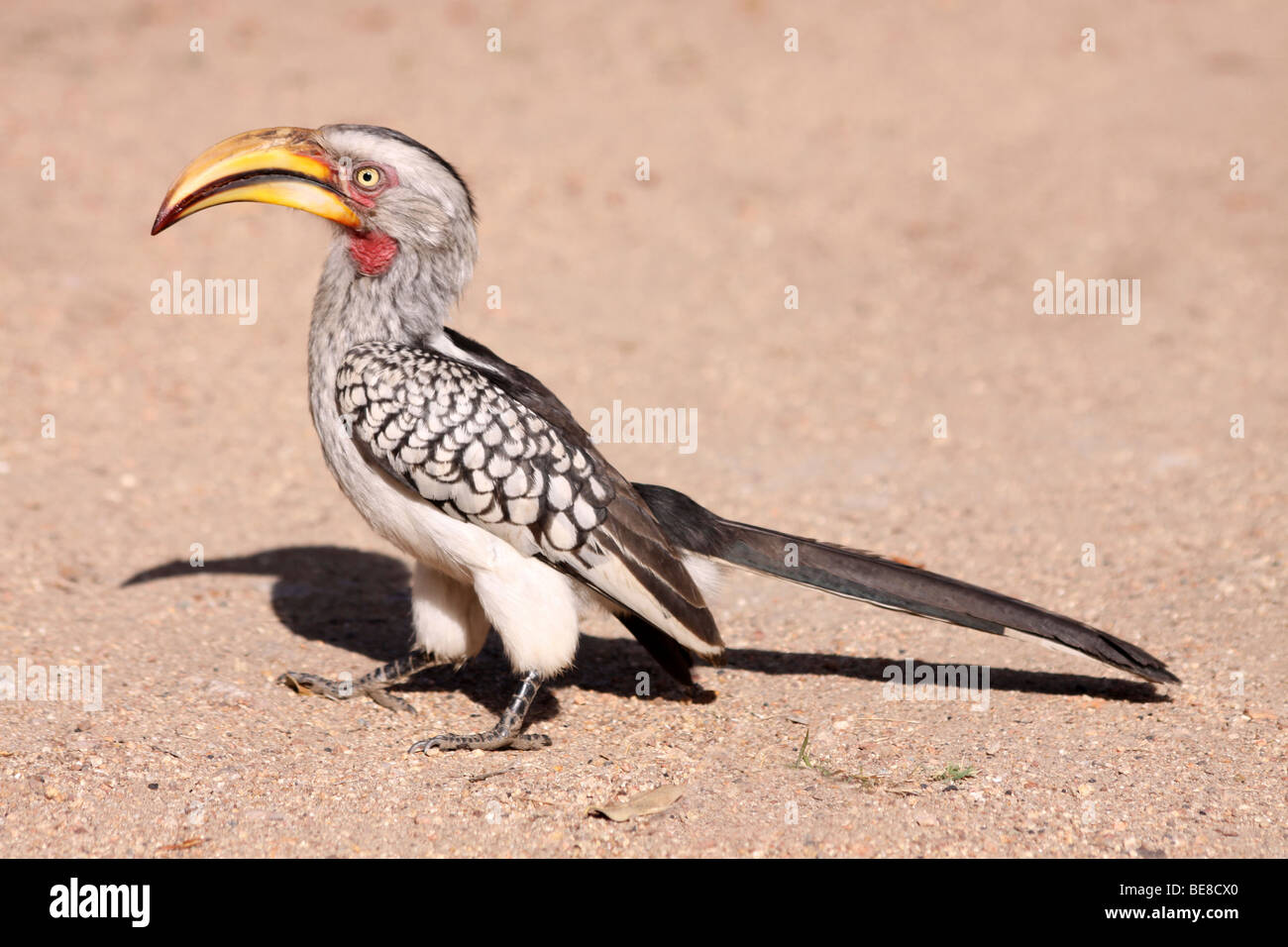 Maschio giallo meridionale-fatturati Hornbill Tockus leucomelas nel Parco Nazionale di Kruger, Sud Africa Foto Stock