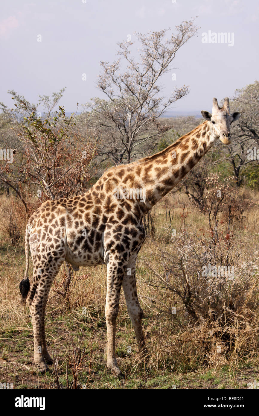 Sud della giraffa camelopardalis Giraffa giraffa nel Parco Nazionale di Kruger, Sud Africa Foto Stock