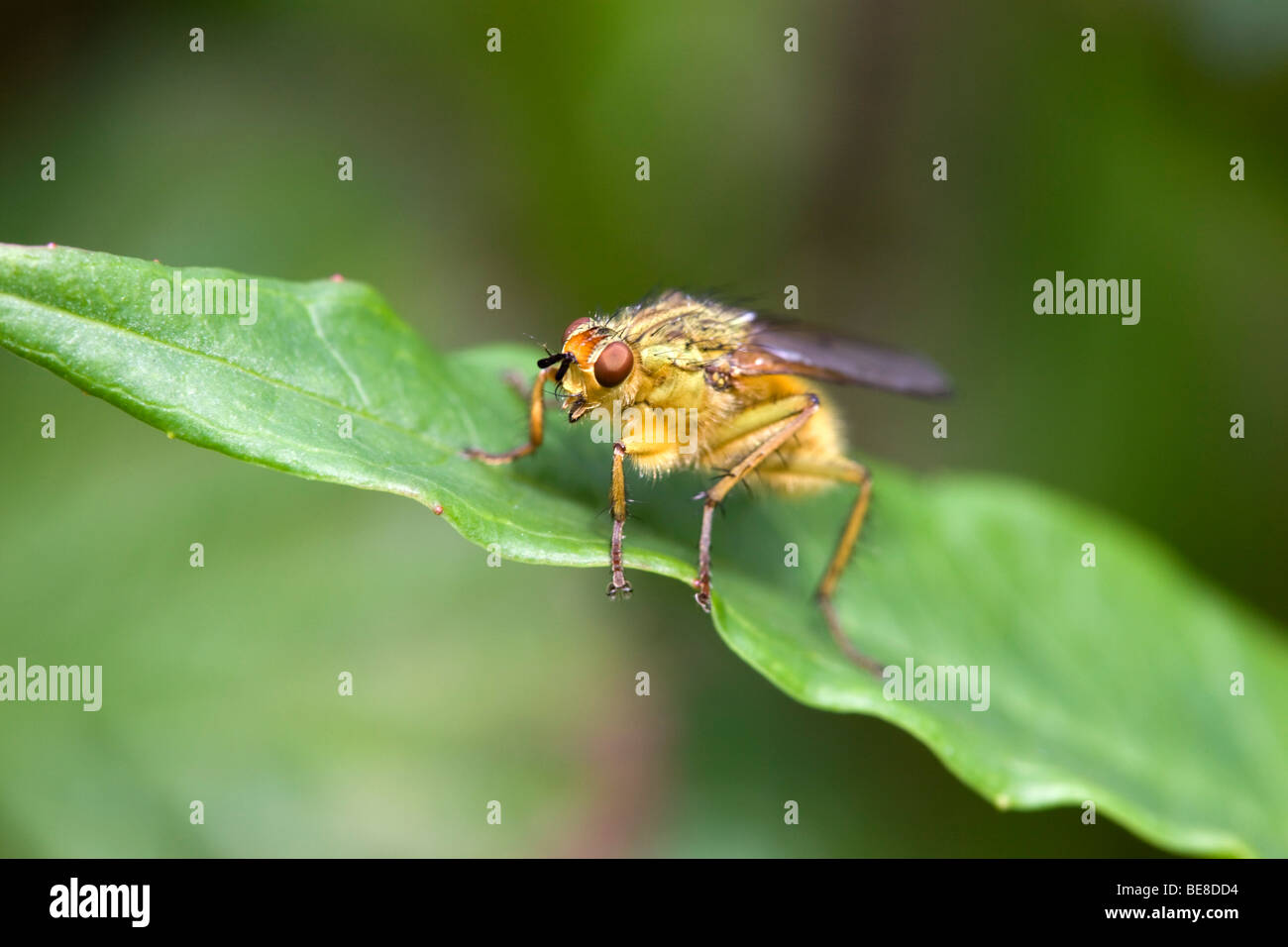 Sterco giallo fly; Scathophaga stercoraria; sulla lamina Foto Stock