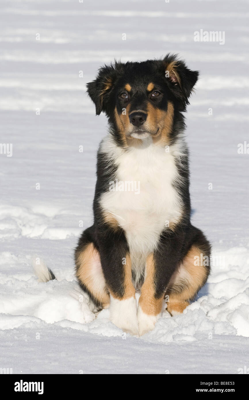 Pastore australiano cucciolo, 3,5 mesi, seduto nella neve Foto Stock